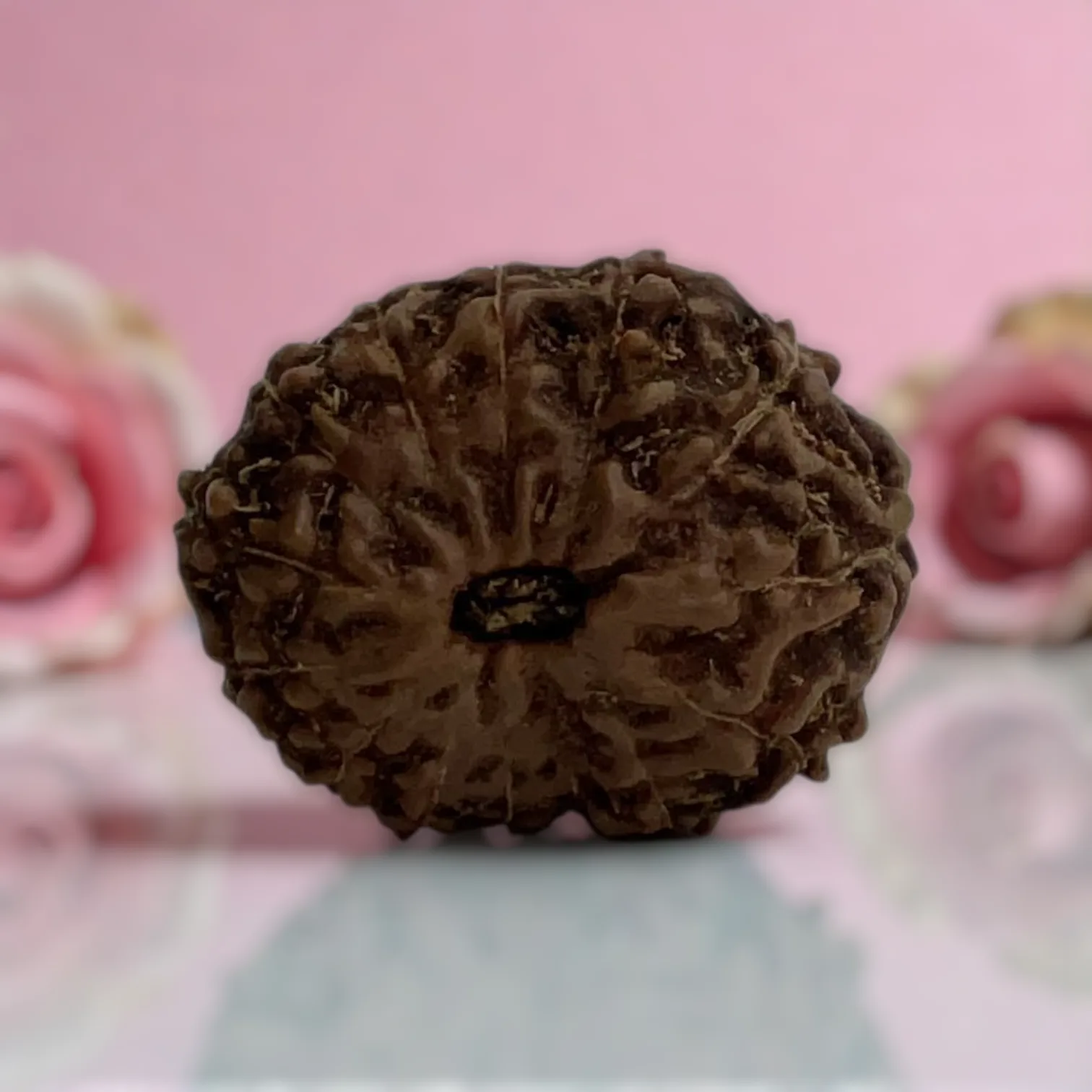 Natural 14 Mukhi Rudraksha