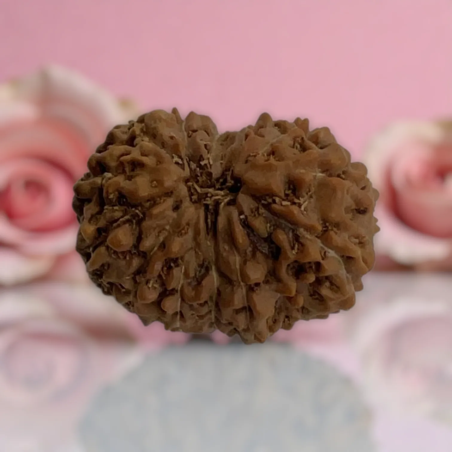Natural 14 Mukhi Rudraksha