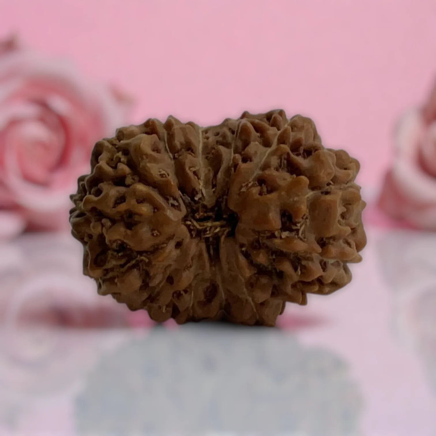 Natural 14 Mukhi Rudraksha