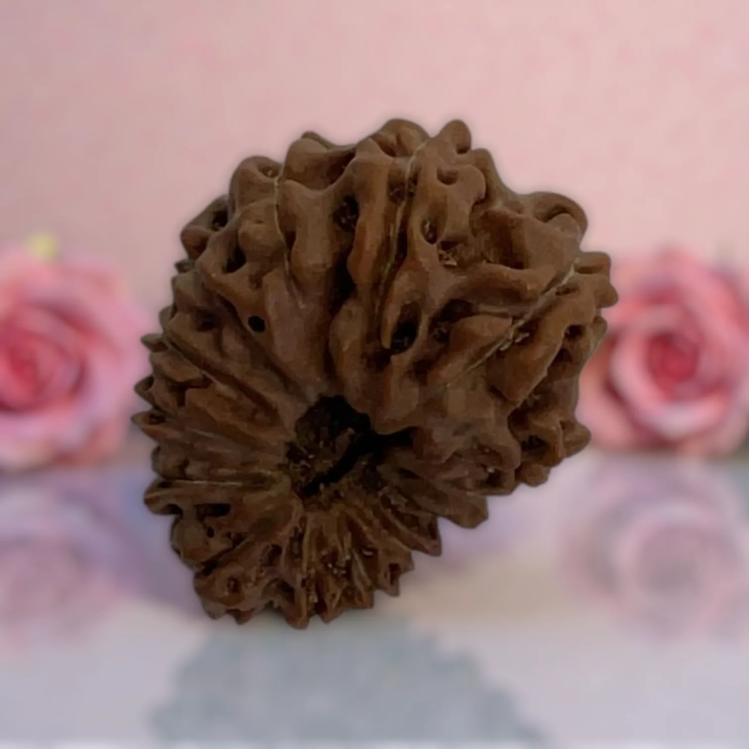Natural 14 Mukhi Rudraksha