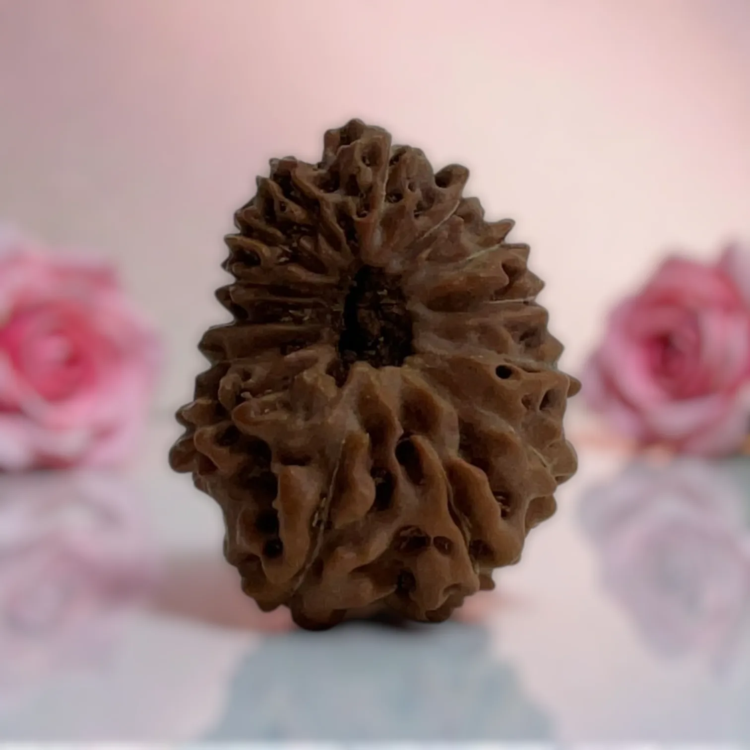 Natural 14 Mukhi Rudraksha
