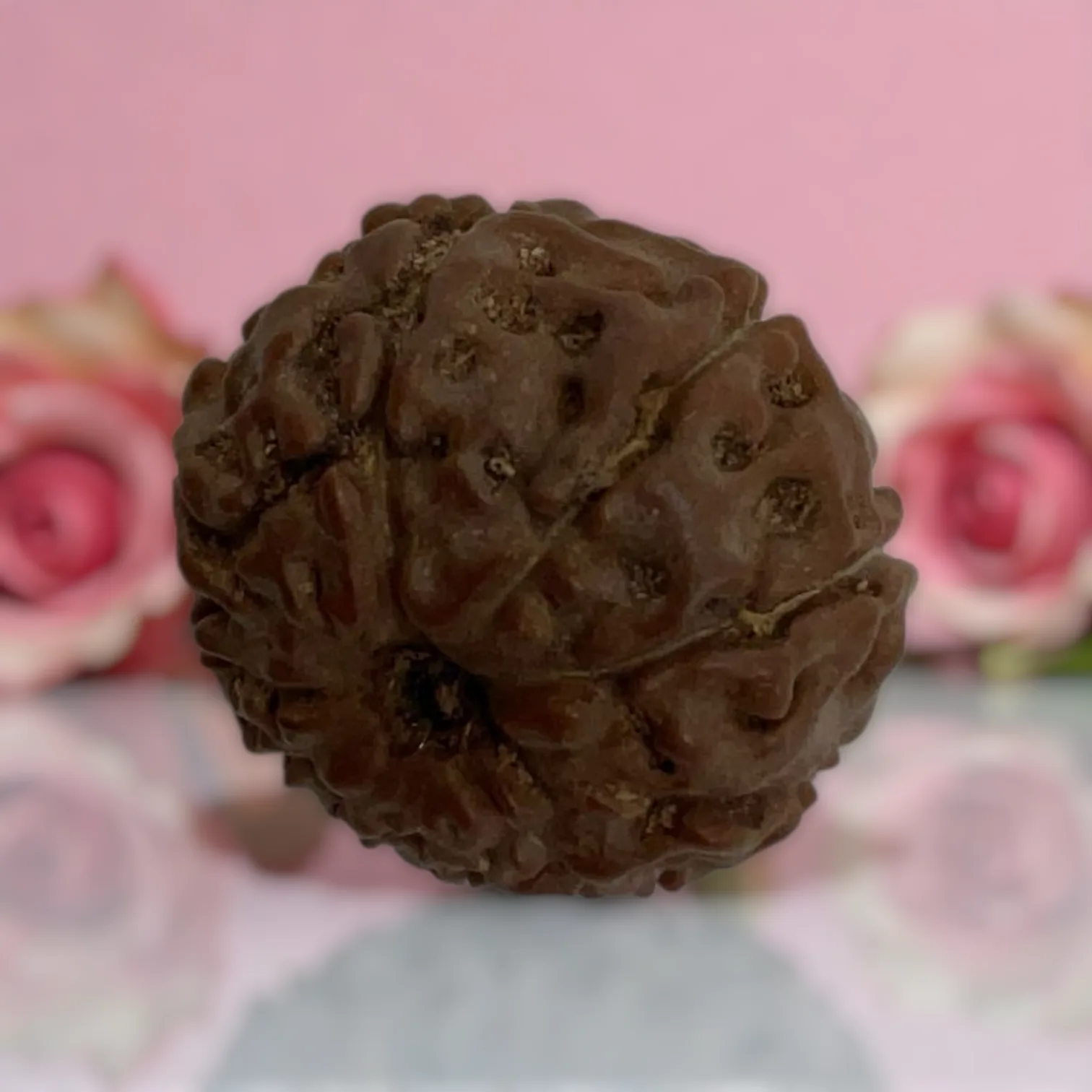 Natural 14 Mukhi Rudraksha