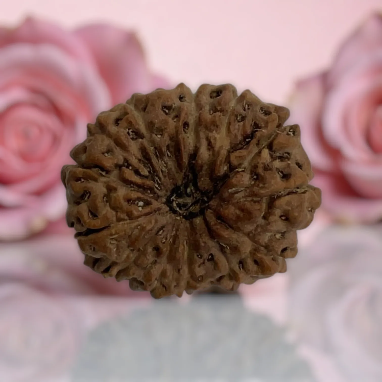 Natural 14 Mukhi Rudraksha