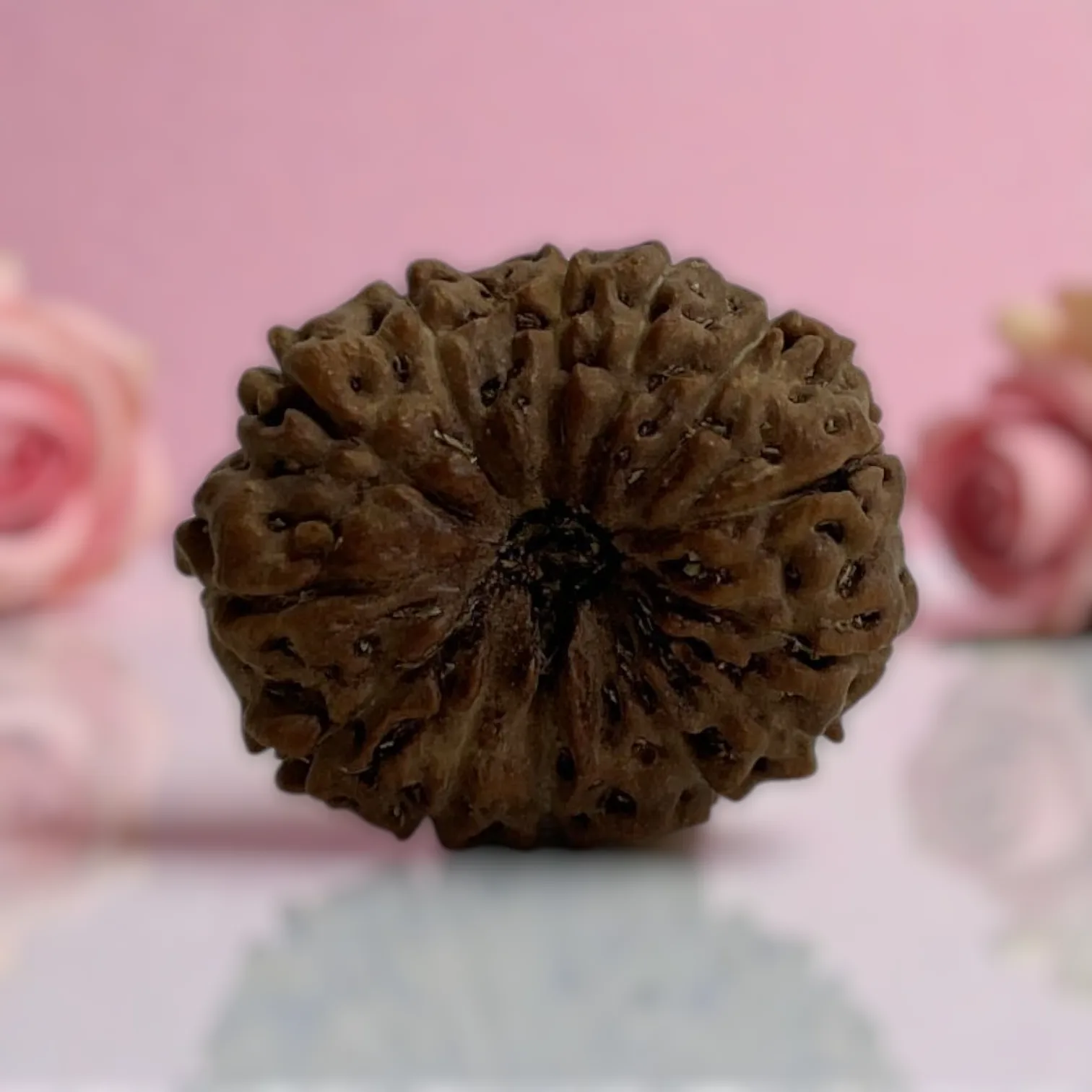Natural 14 Mukhi Rudraksha