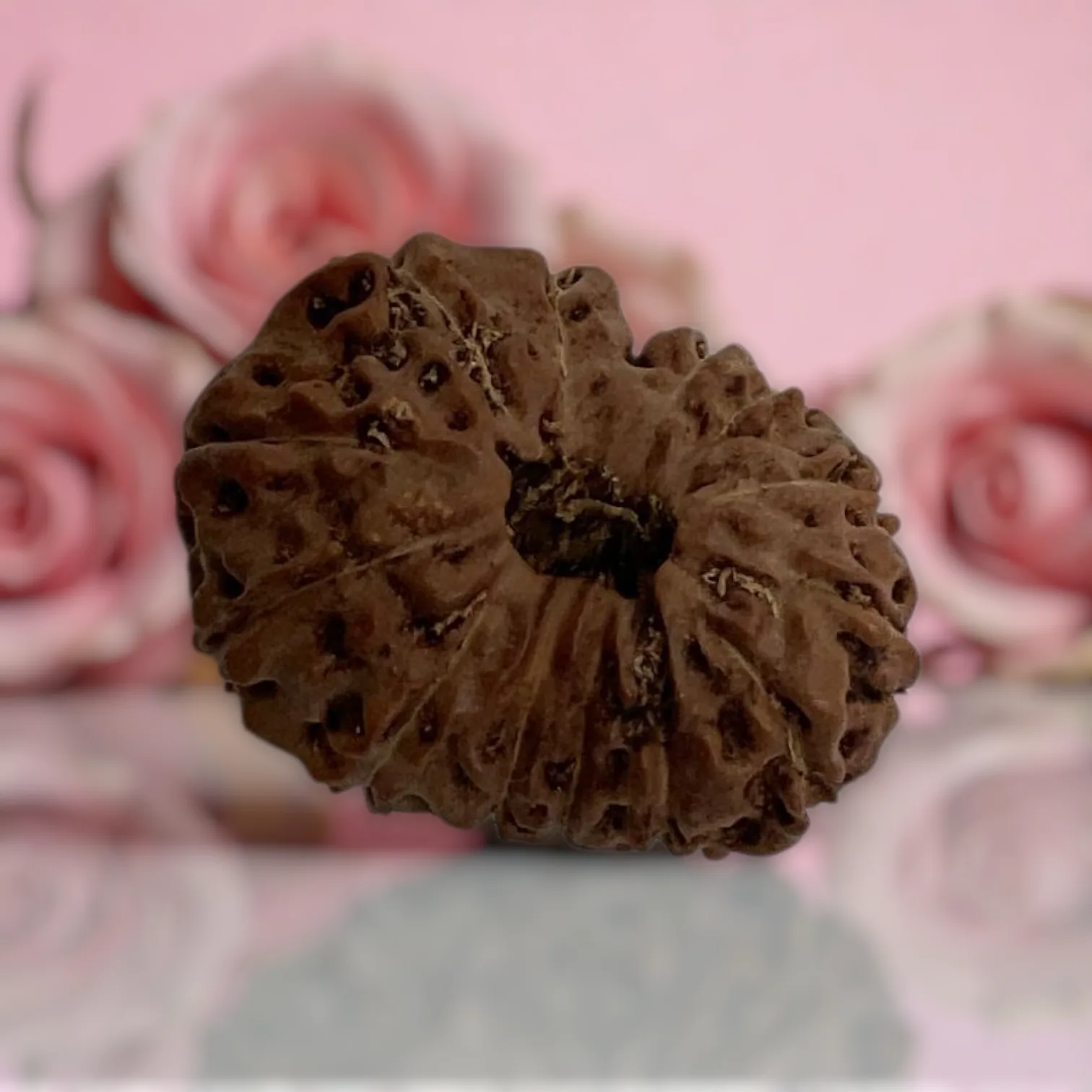 Natural 14 Mukhi Rudraksha