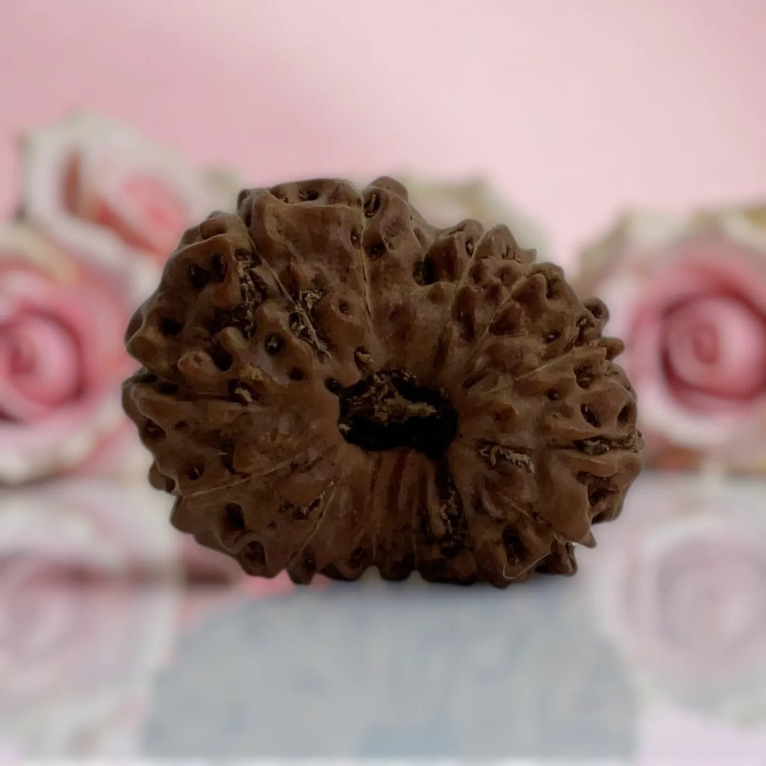 Natural 14 Mukhi Rudraksha