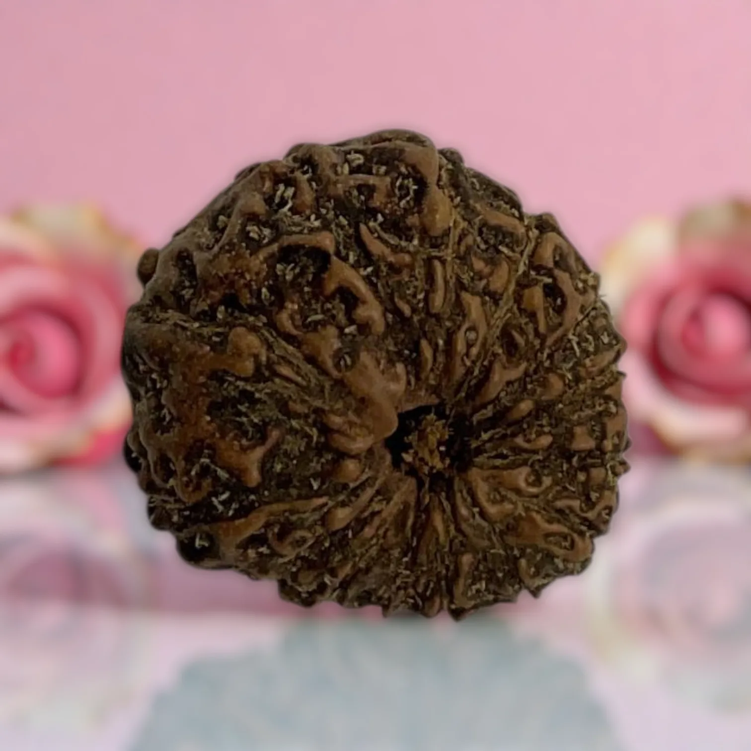 Natural 14 Mukhi Rudraksha
