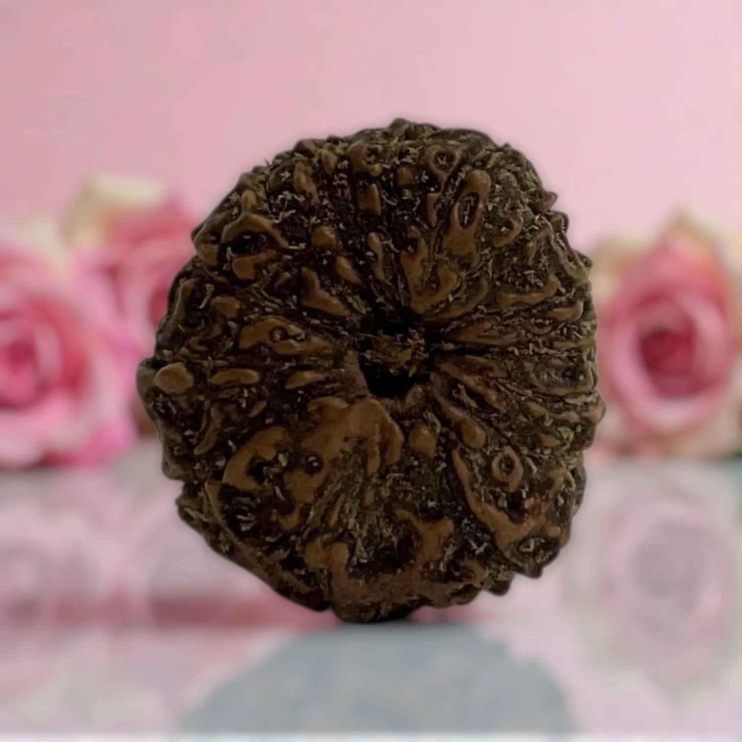 Natural 14 Mukhi Rudraksha