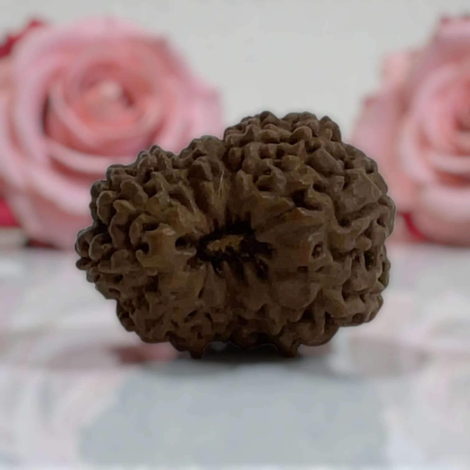 Natural 14 Mukhi Rudraksha