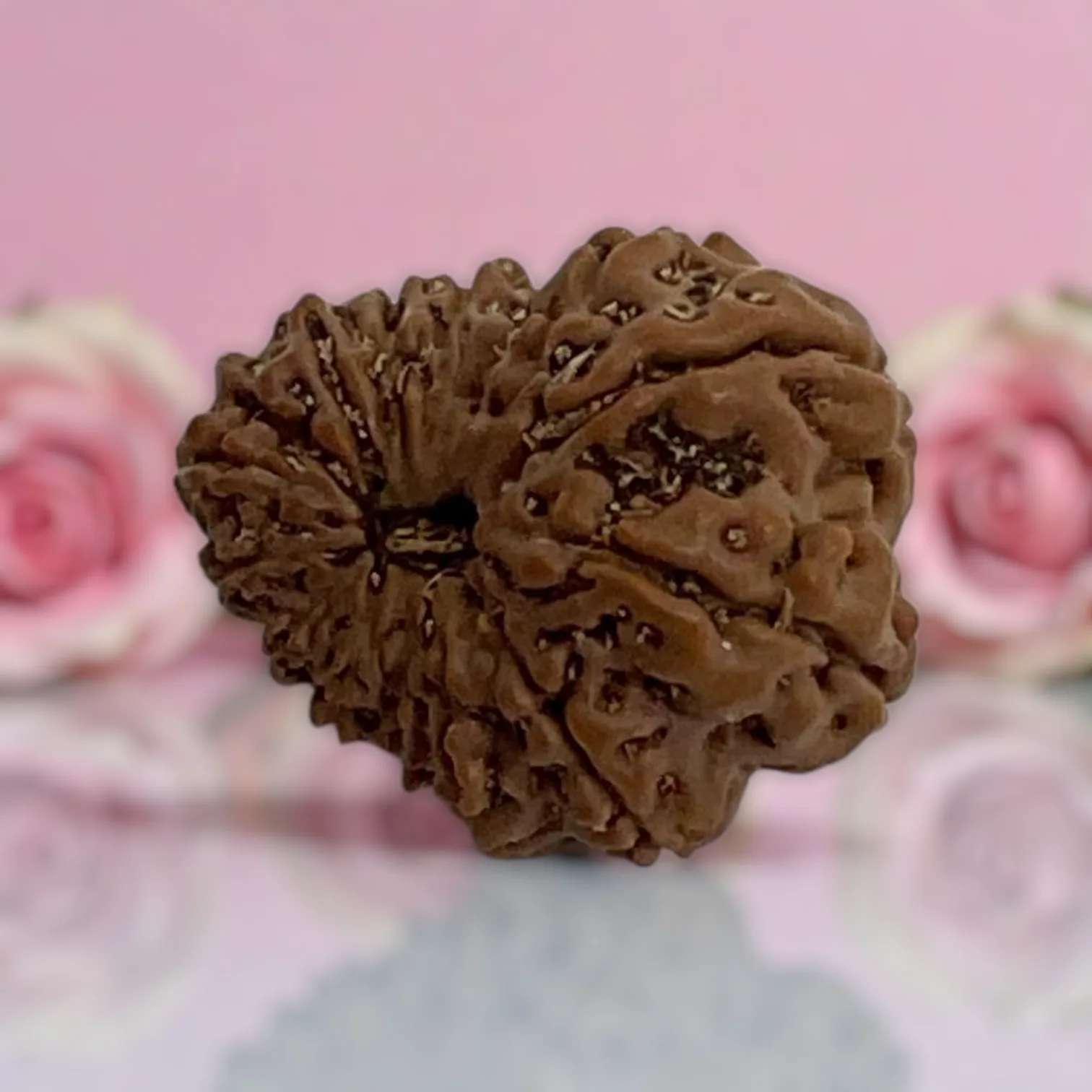 Natural 14 Mukhi Rudraksha