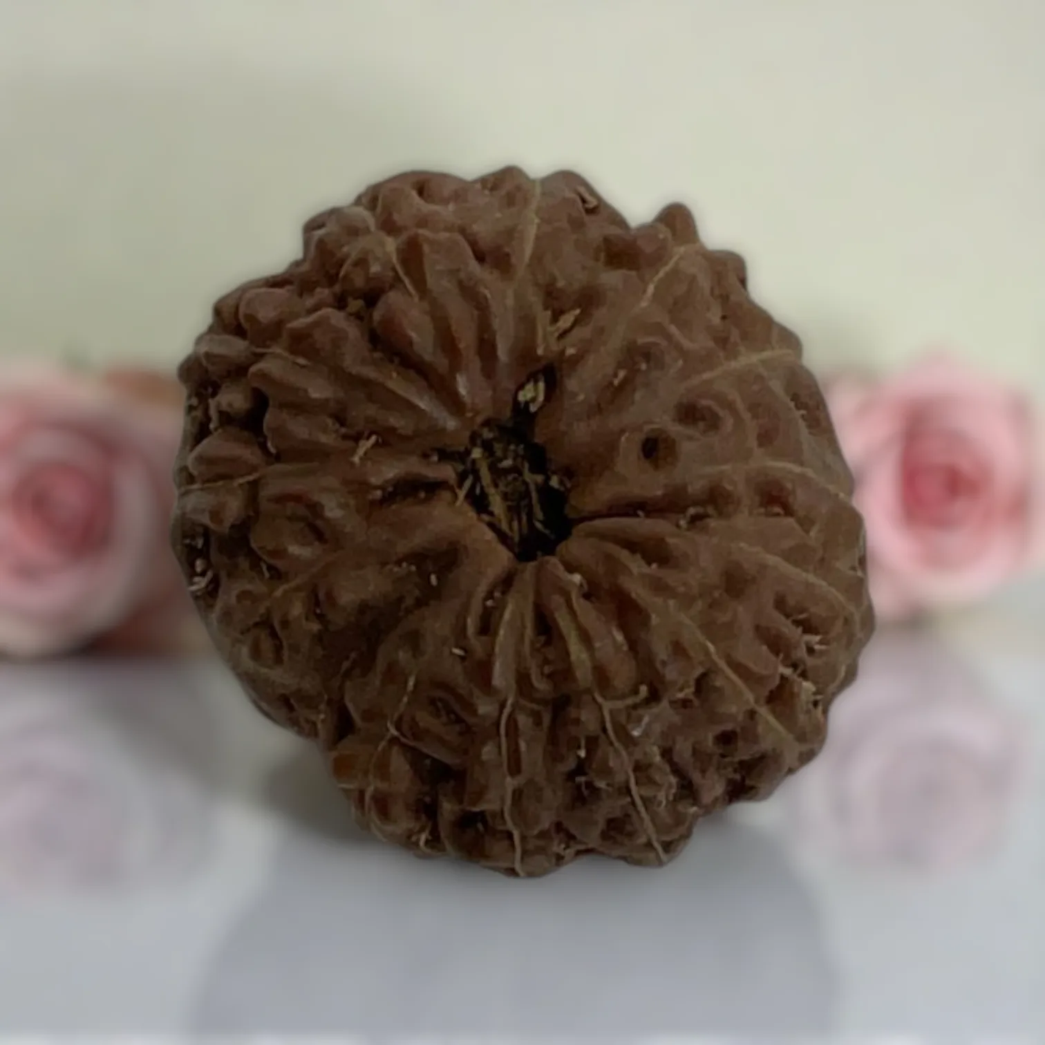 Natural 14 Mukhi Rudraksha