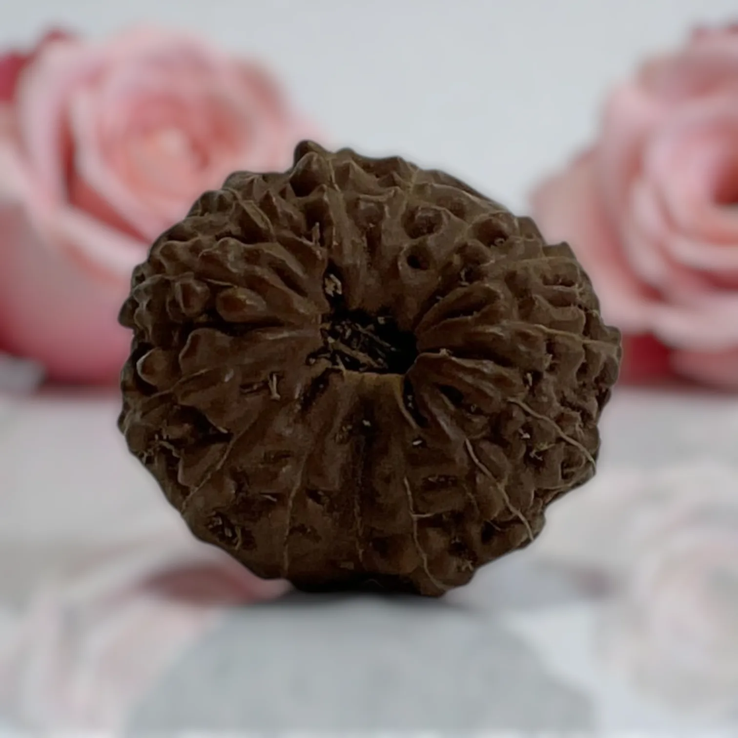 Natural 14 Mukhi Rudraksha