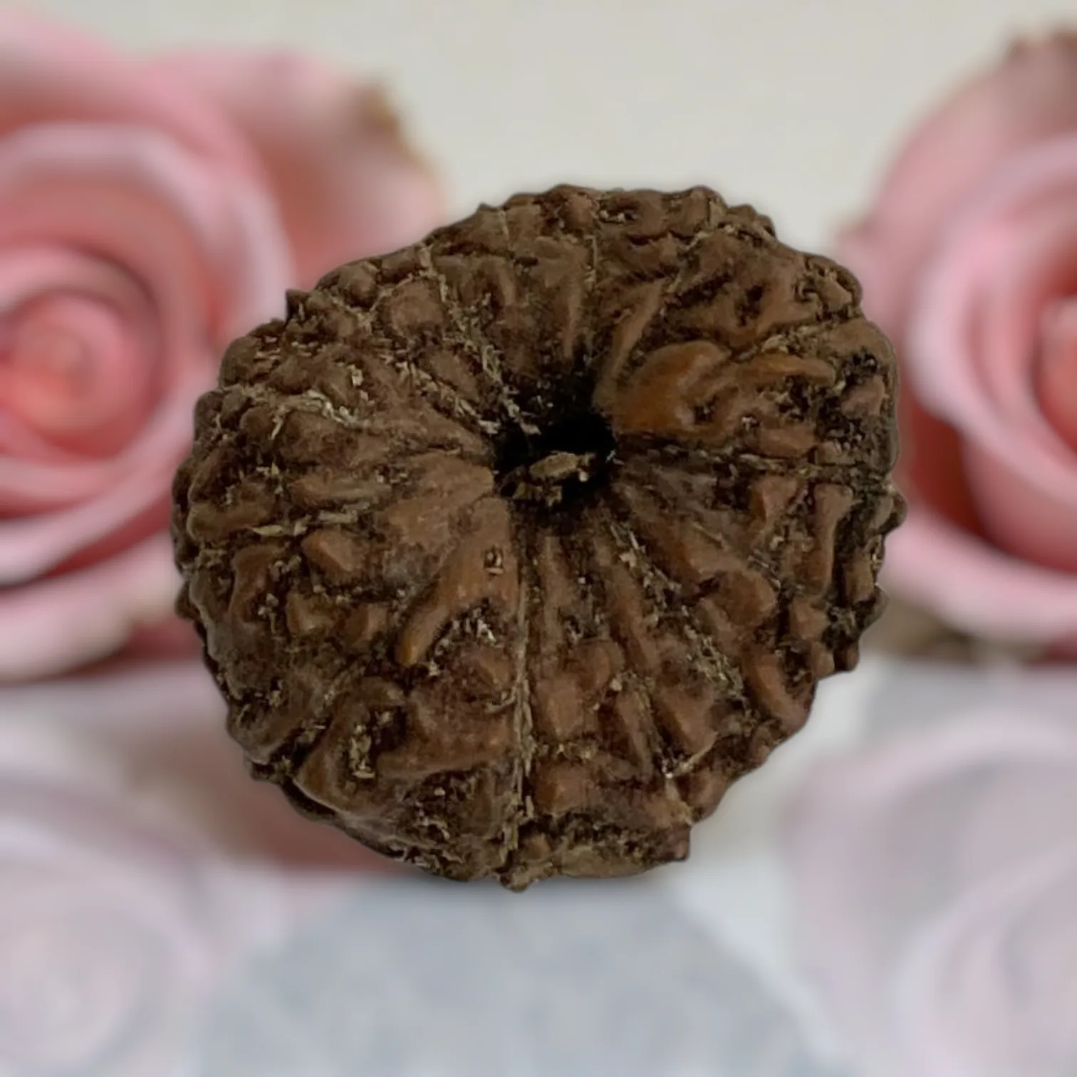 Natural 14 Mukhi Rudraksha