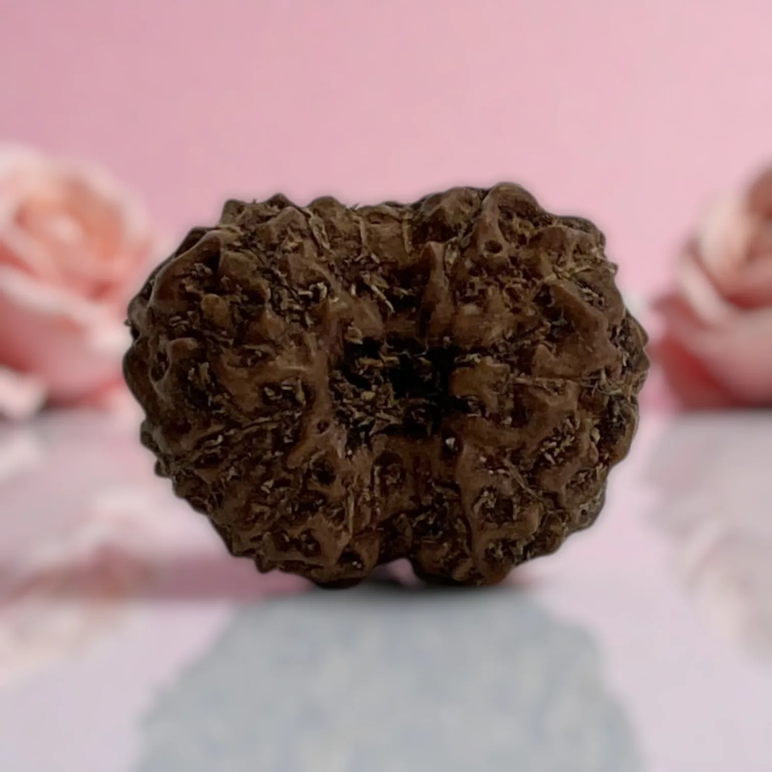 Natural 14 Mukhi Rudraksha