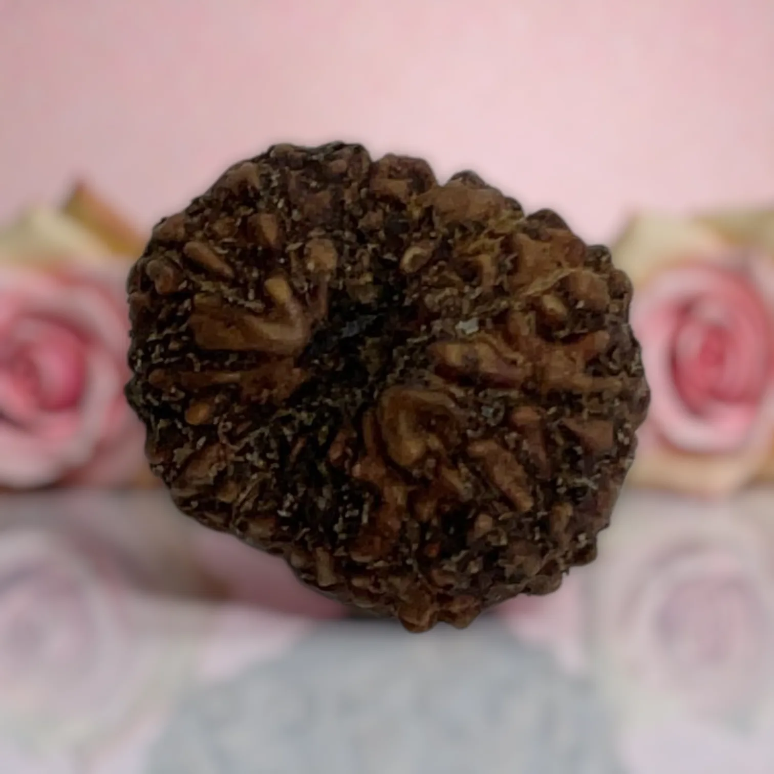 Natural 14 Mukhi Rudraksha