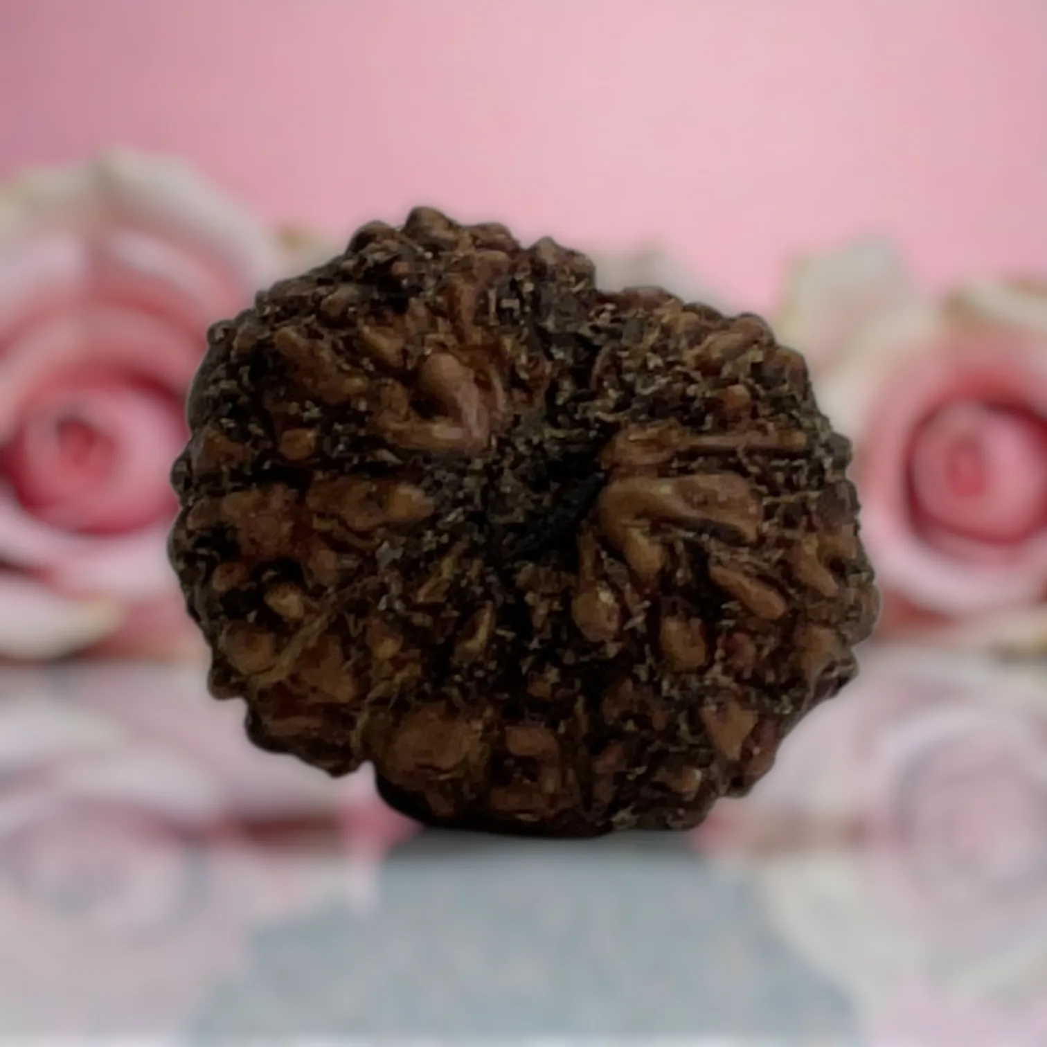 Natural 14 Mukhi Rudraksha