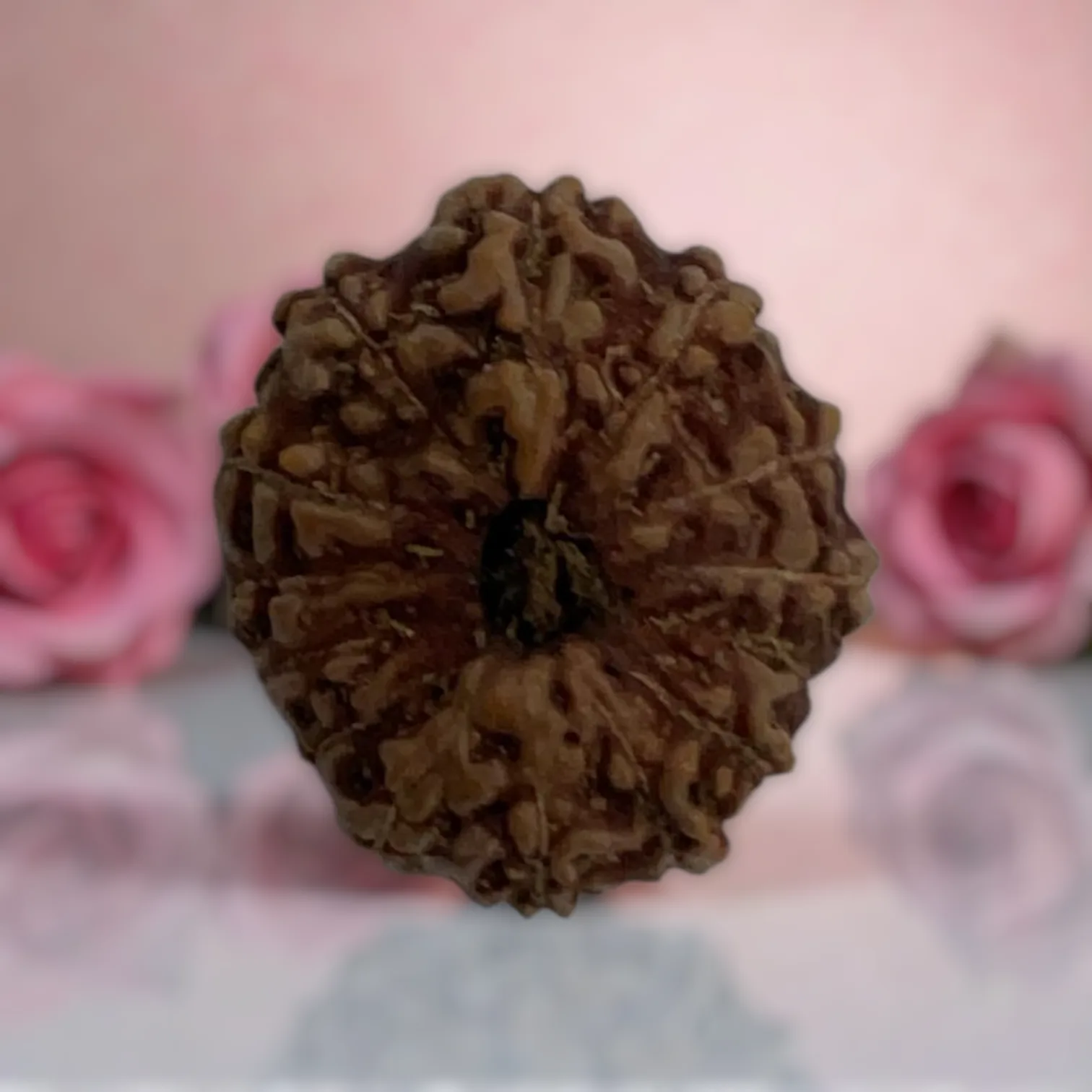 Natural 14 Mukhi Rudraksha
