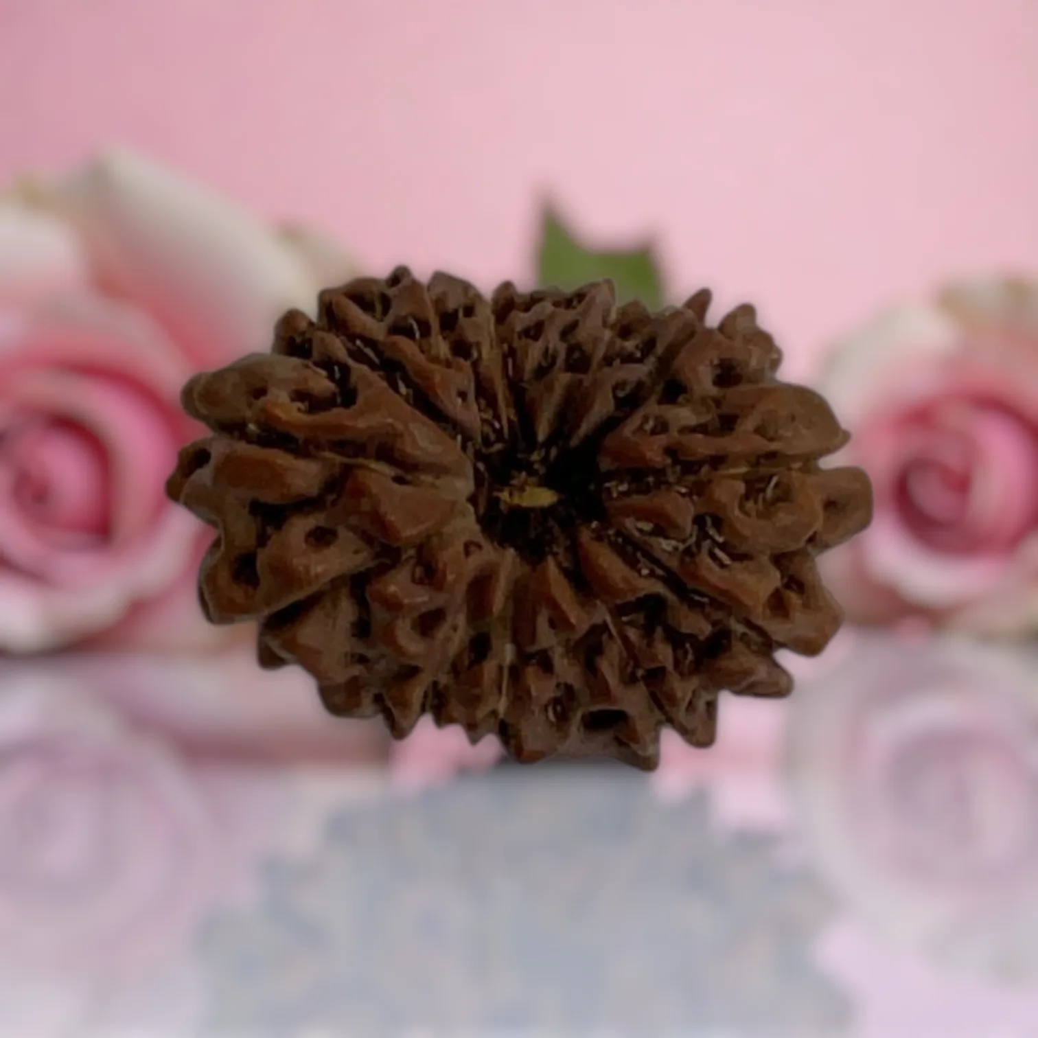 Natural 14 Mukhi Rudraksha