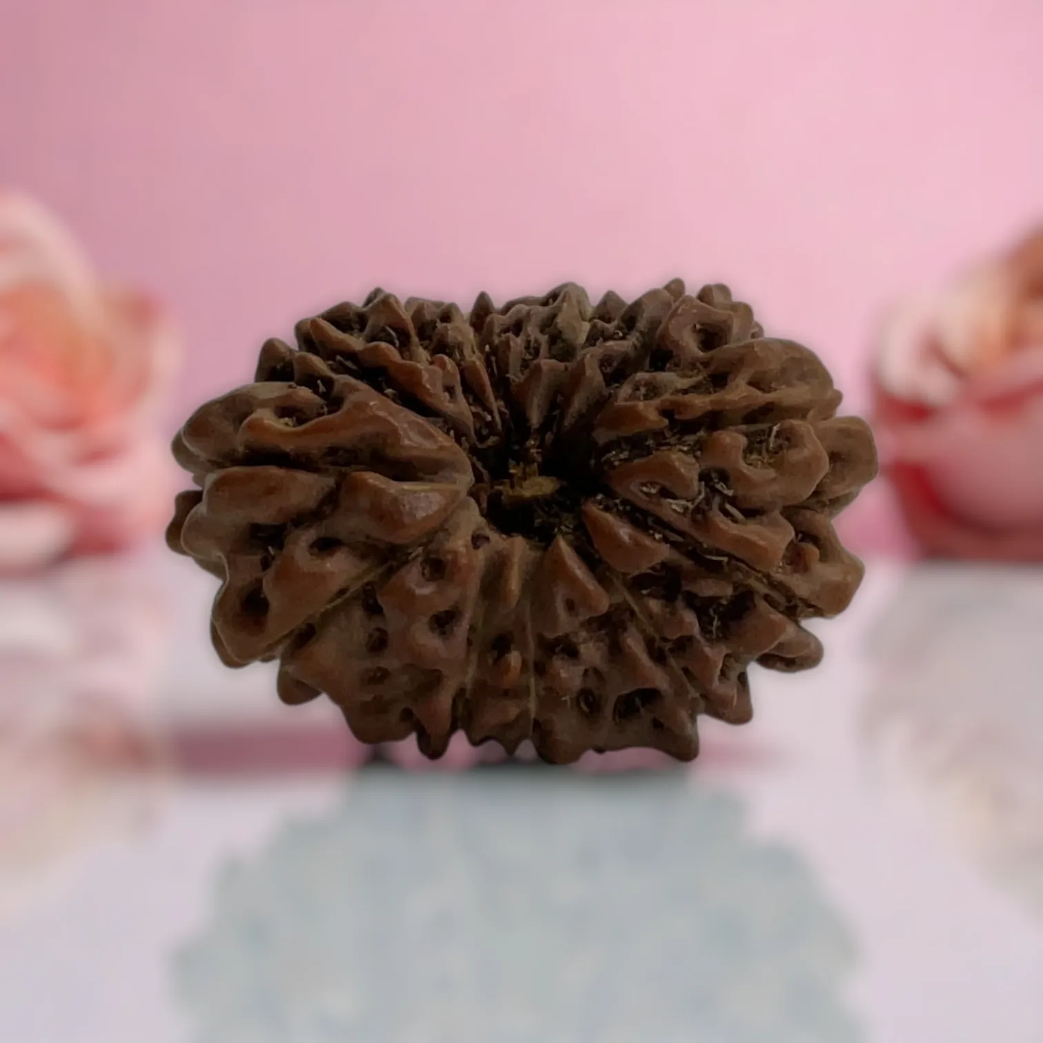 Natural 14 Mukhi Rudraksha