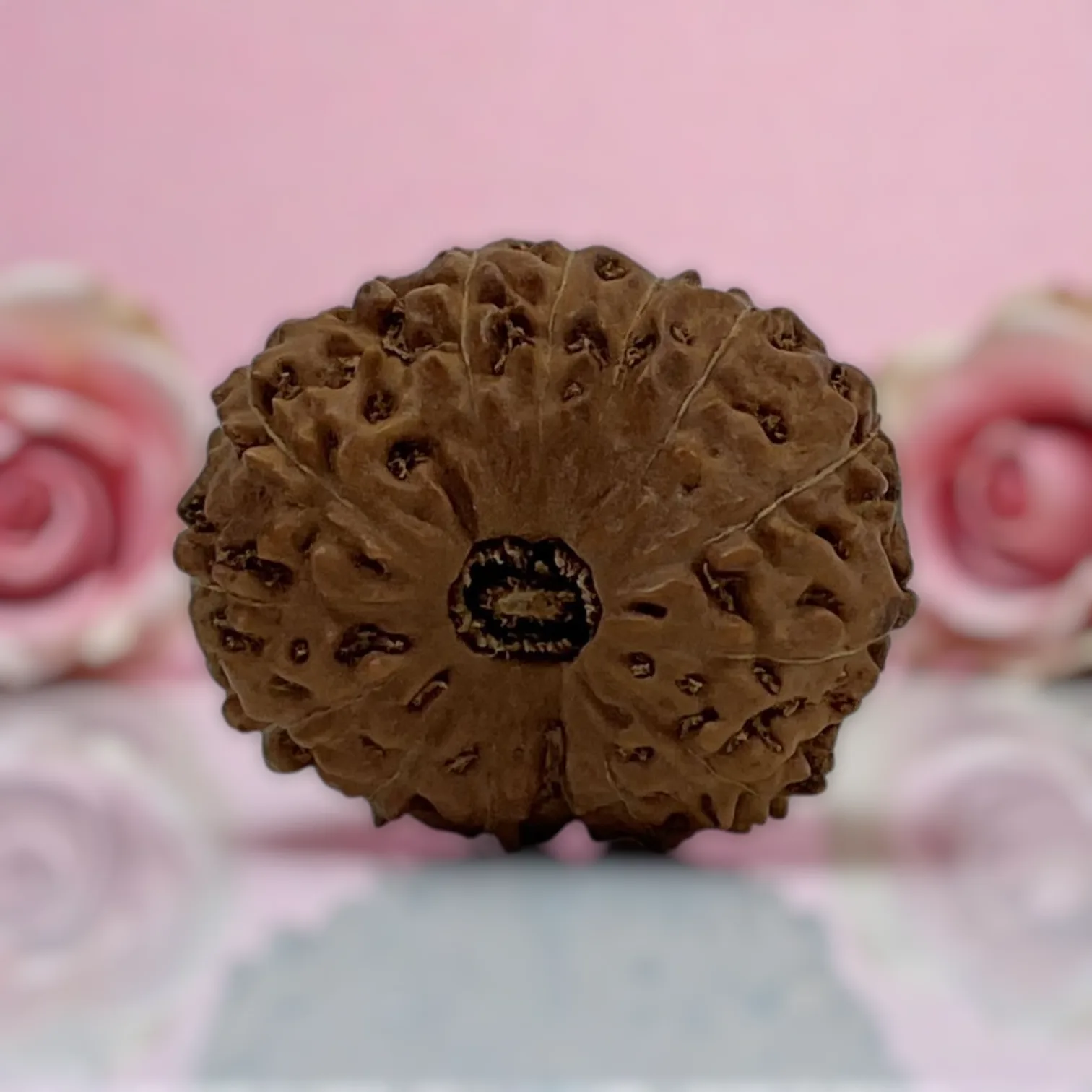 Natural 14 Mukhi Rudraksha