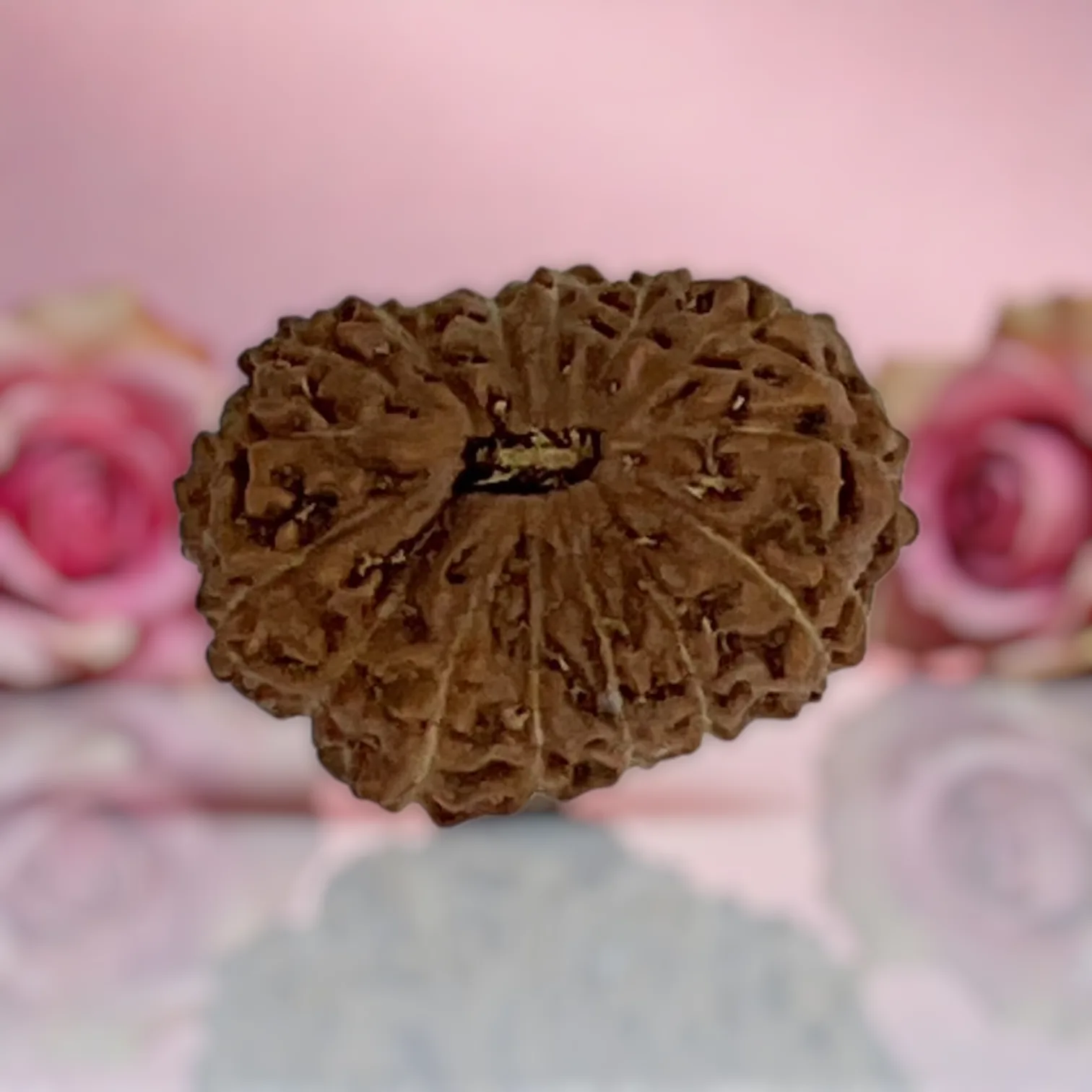 Natural 14 Mukhi Rudraksha