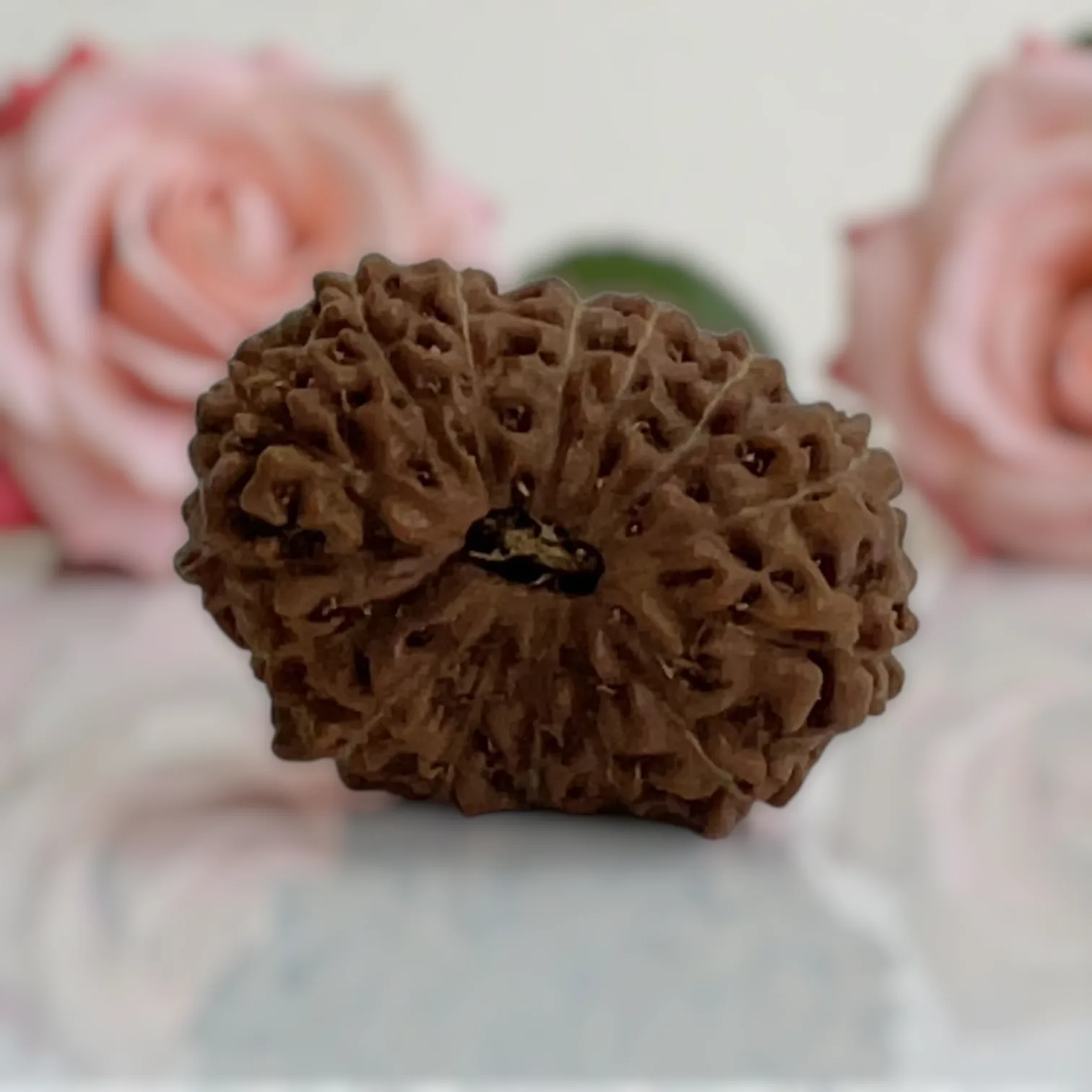 Natural 14 Mukhi Rudraksha