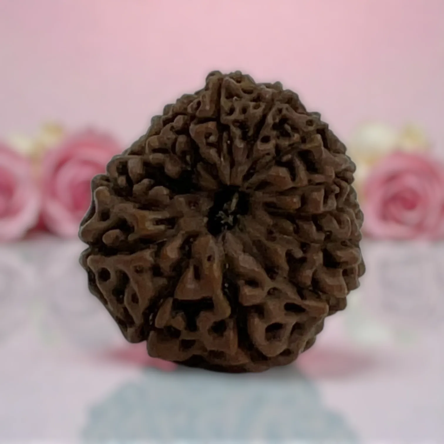 Natural 14 Mukhi Rudraksha
