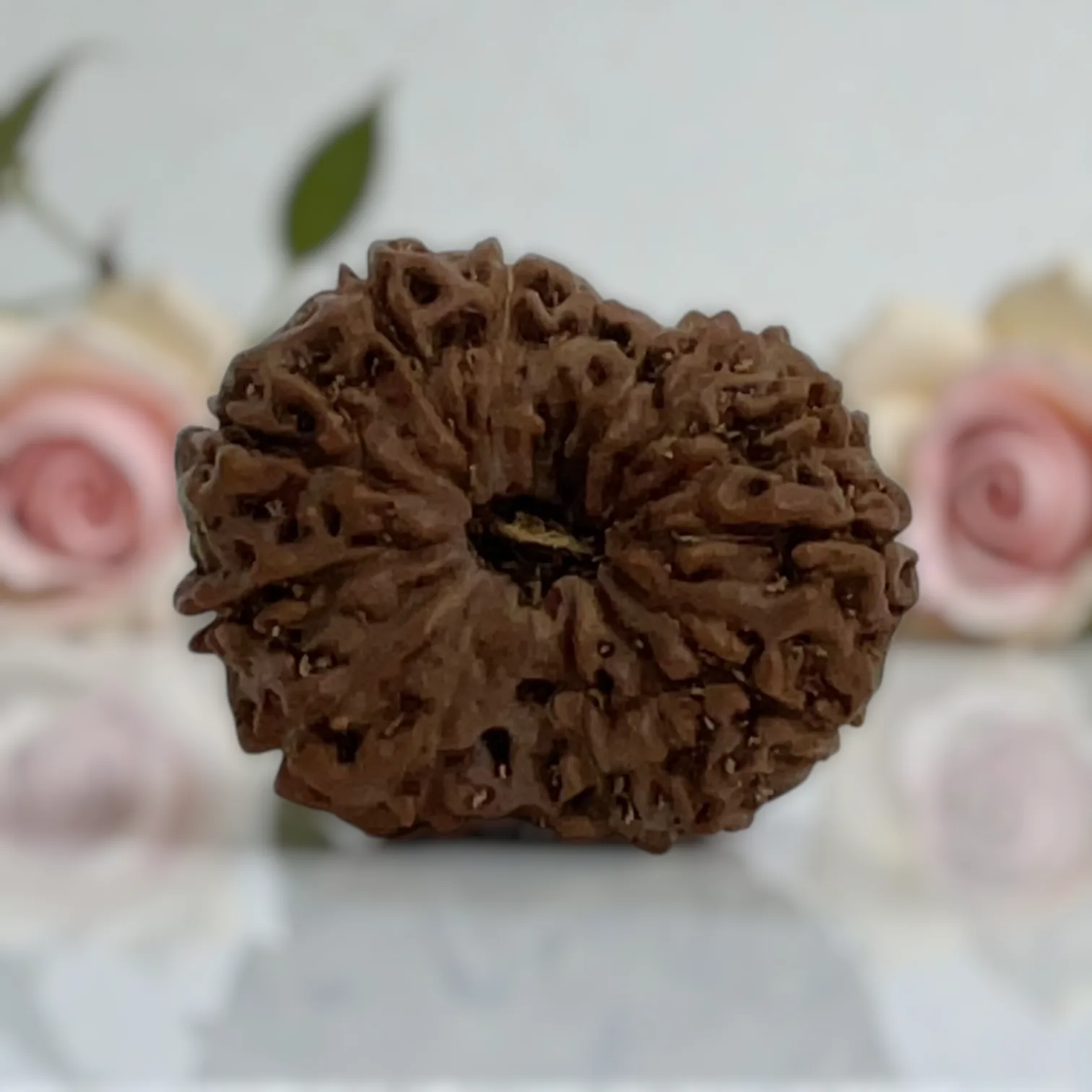 Natural 14 Mukhi Rudraksha