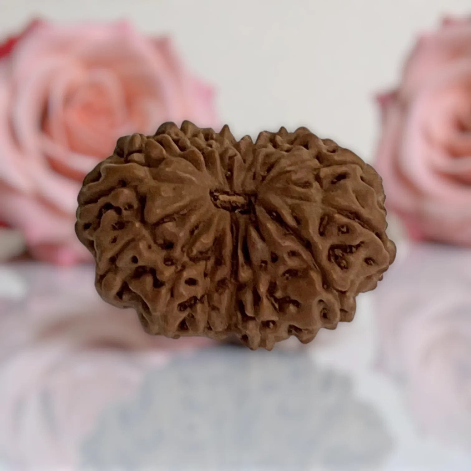 Natural 14 Mukhi Rudraksha