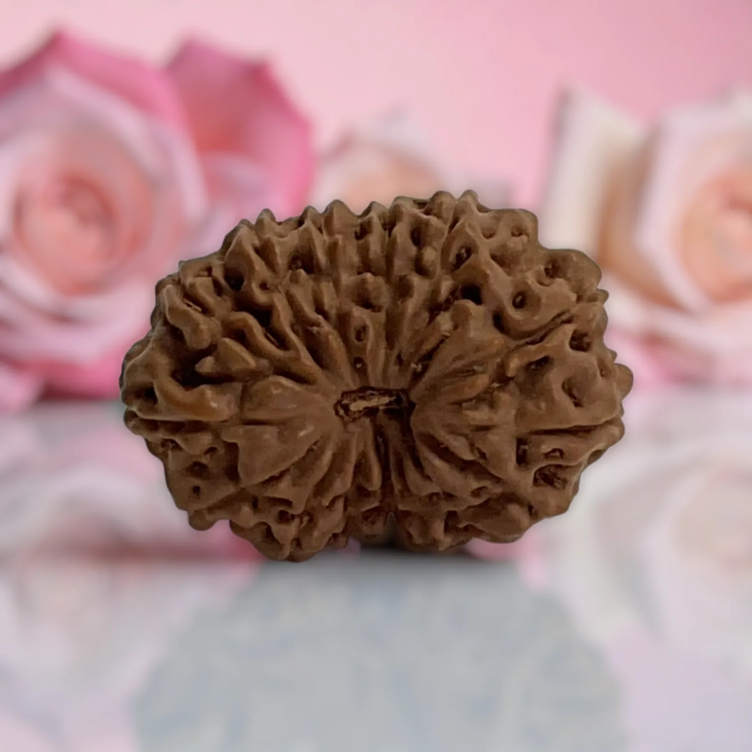 Natural 14 Mukhi Rudraksha