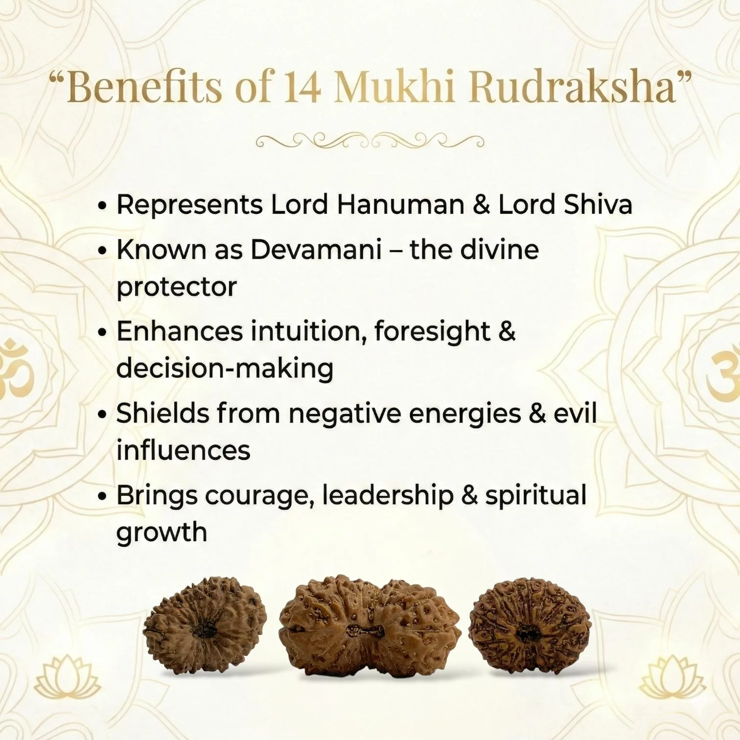 Natural 14 Mukhi Rudraksha