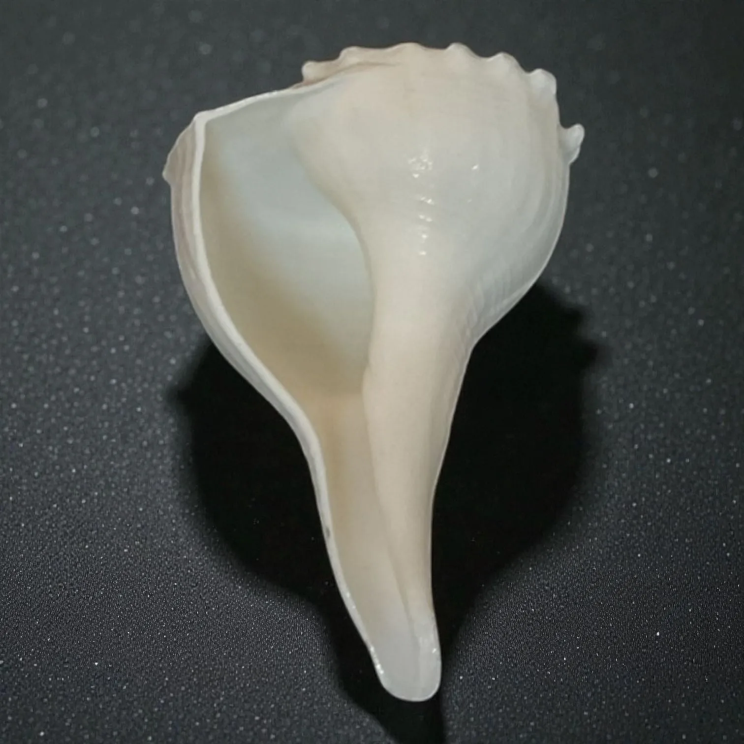 Small Dakshinavarti Shankh
