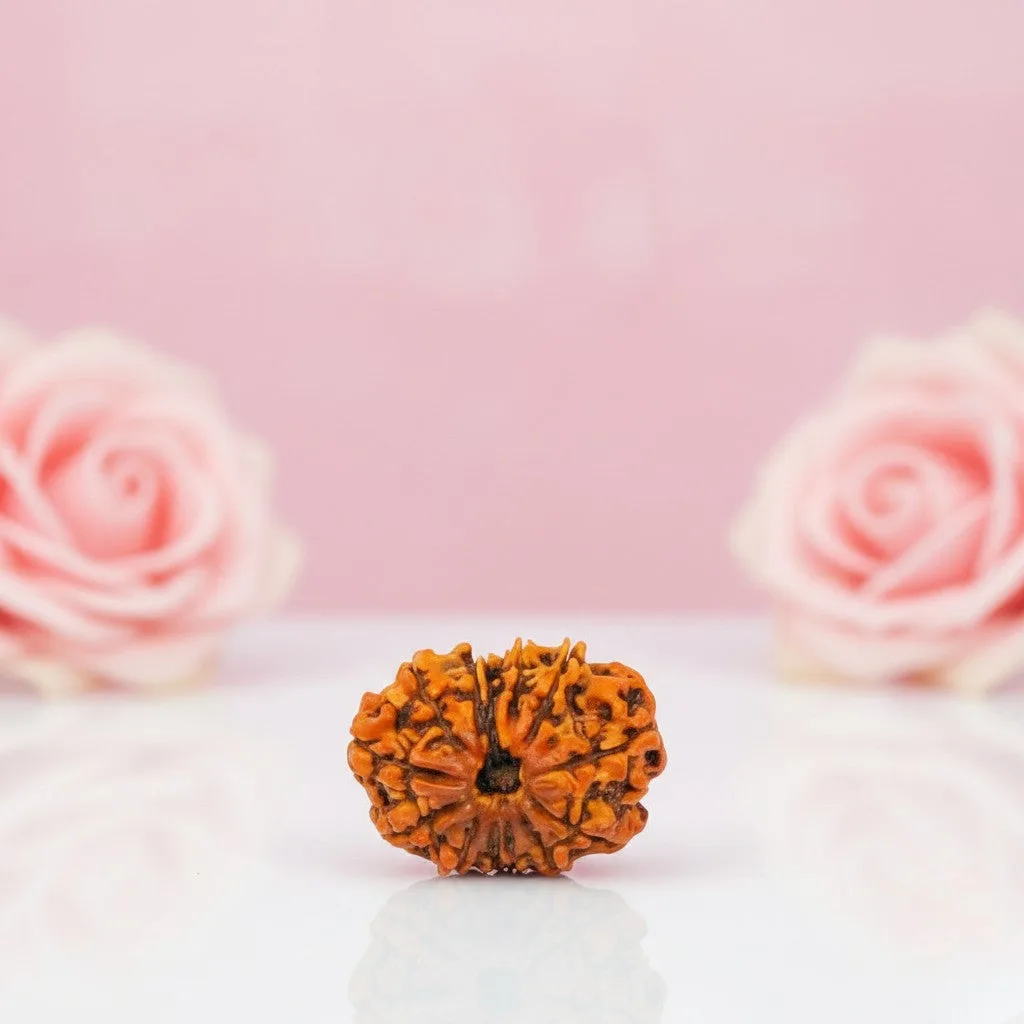 Natural 12 Mukhi Rudraksha Beads