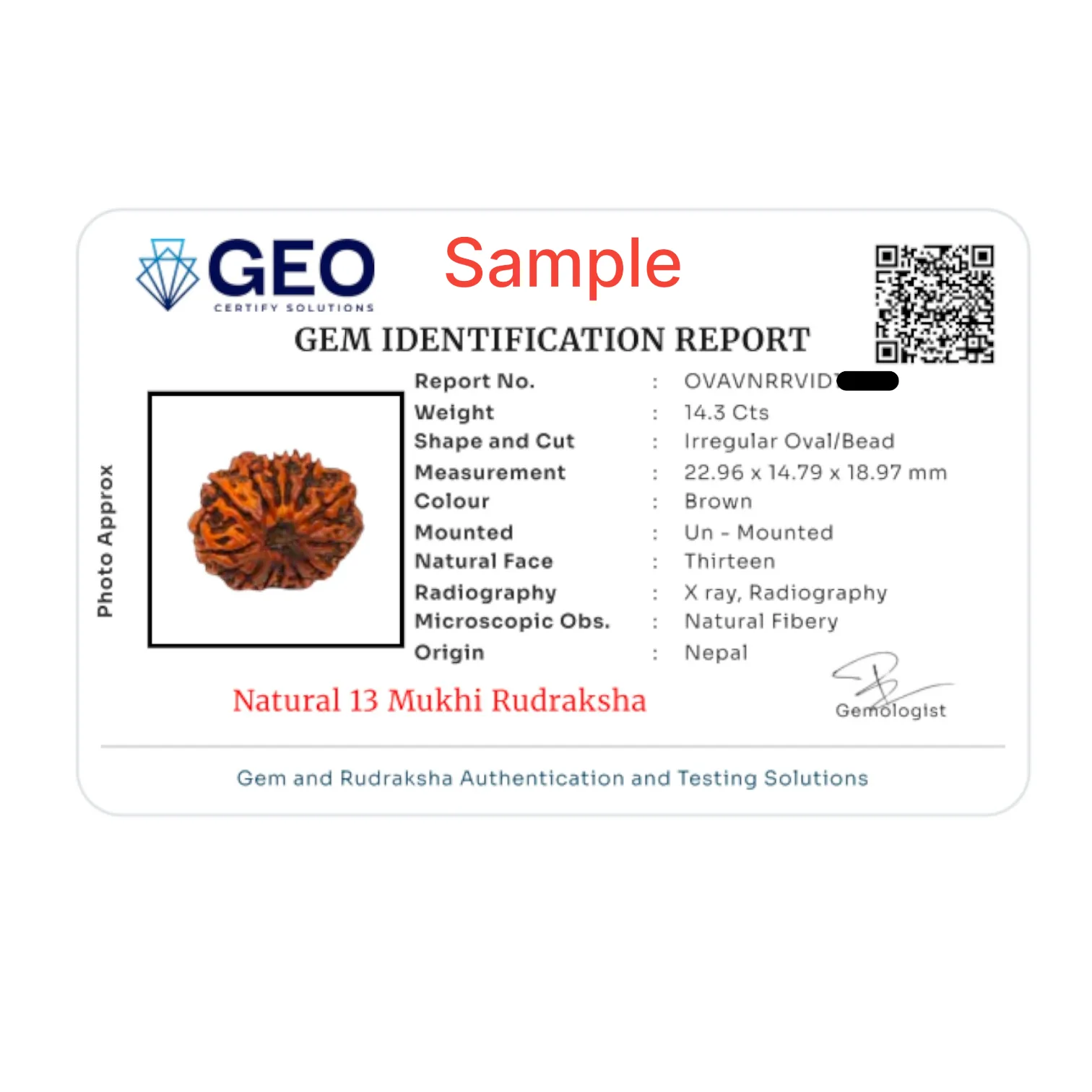 Natural 13 Mukhi Rudraksha Bead
