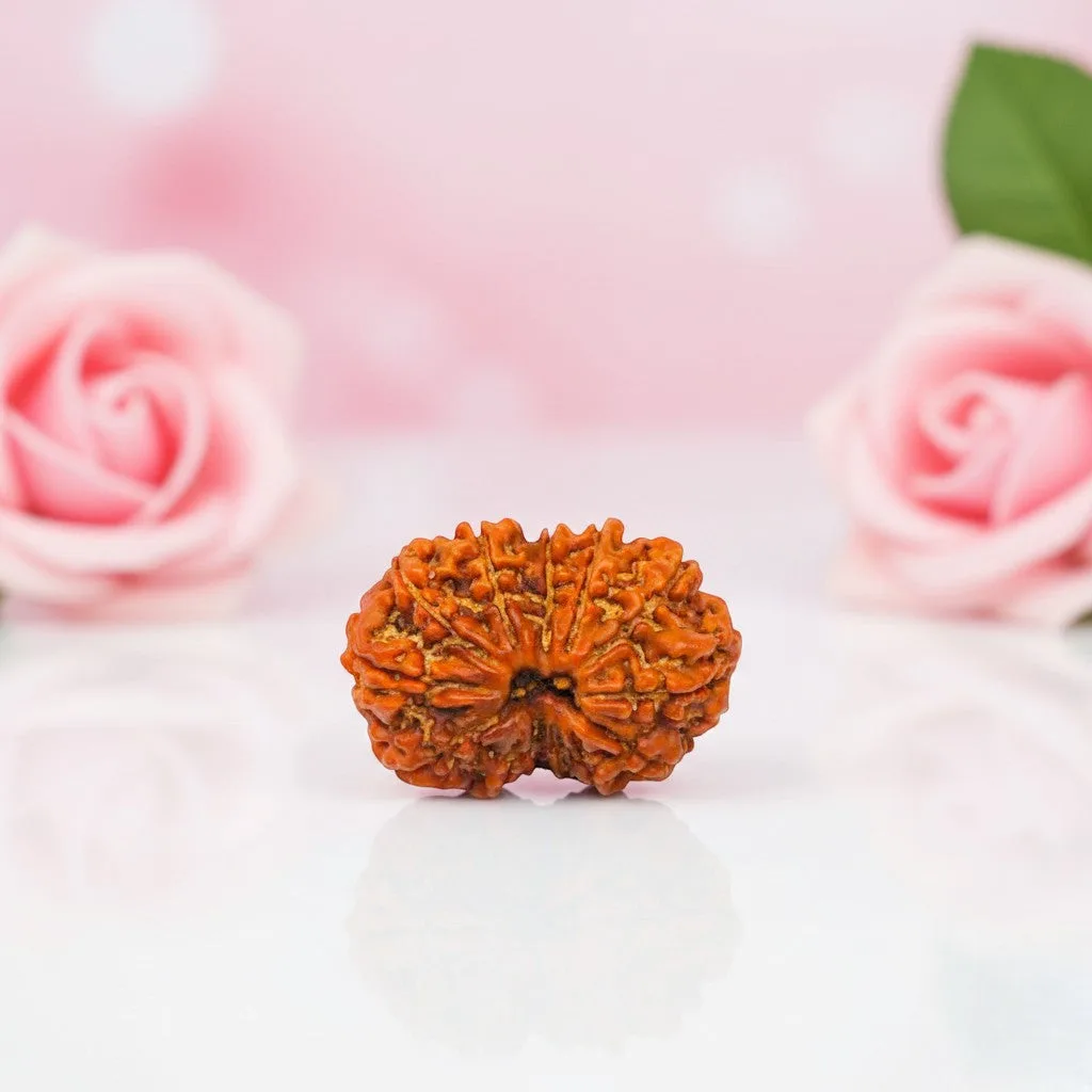 Gauri Shankar Rudraksha Beads