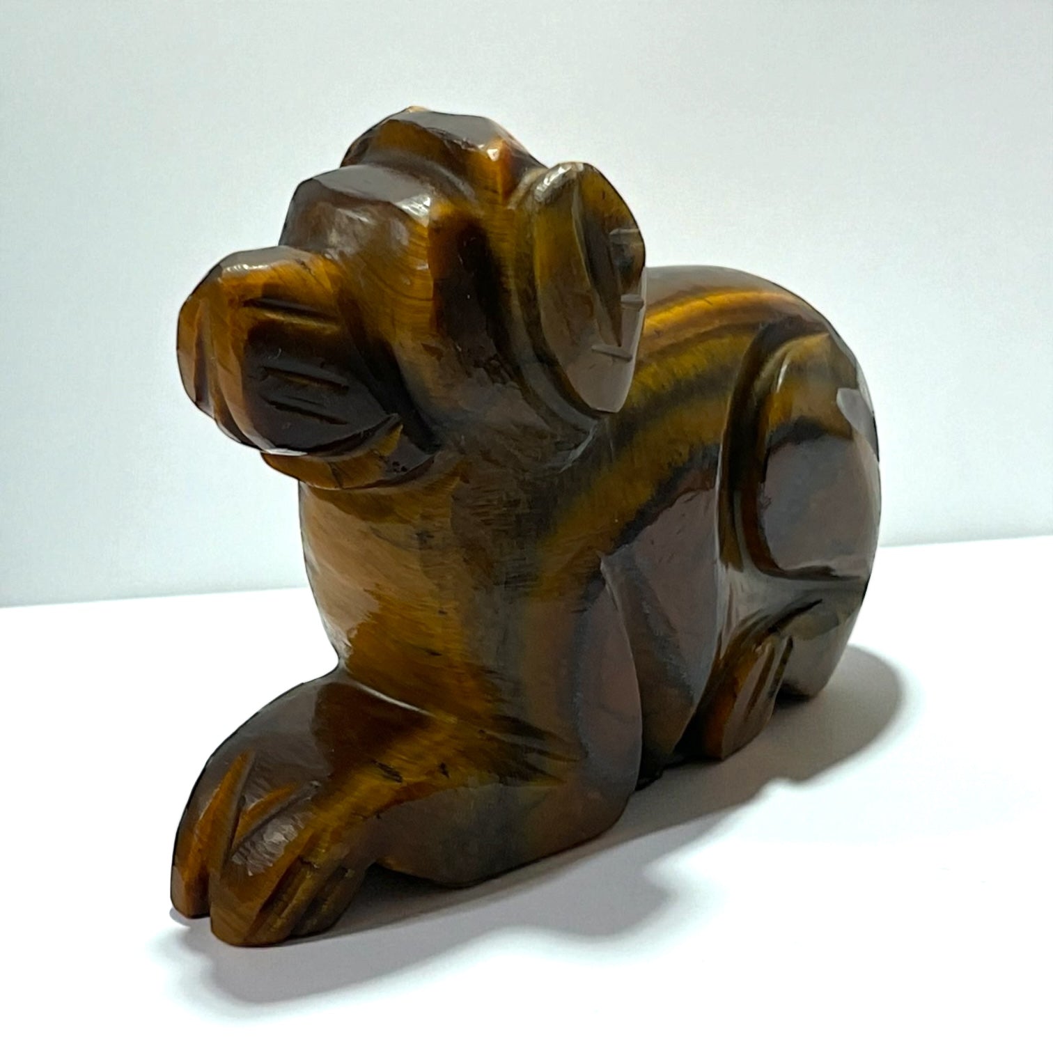 Tiger eye Animal