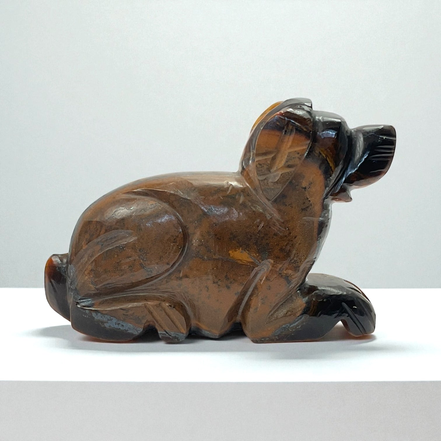 Tiger eye Animal