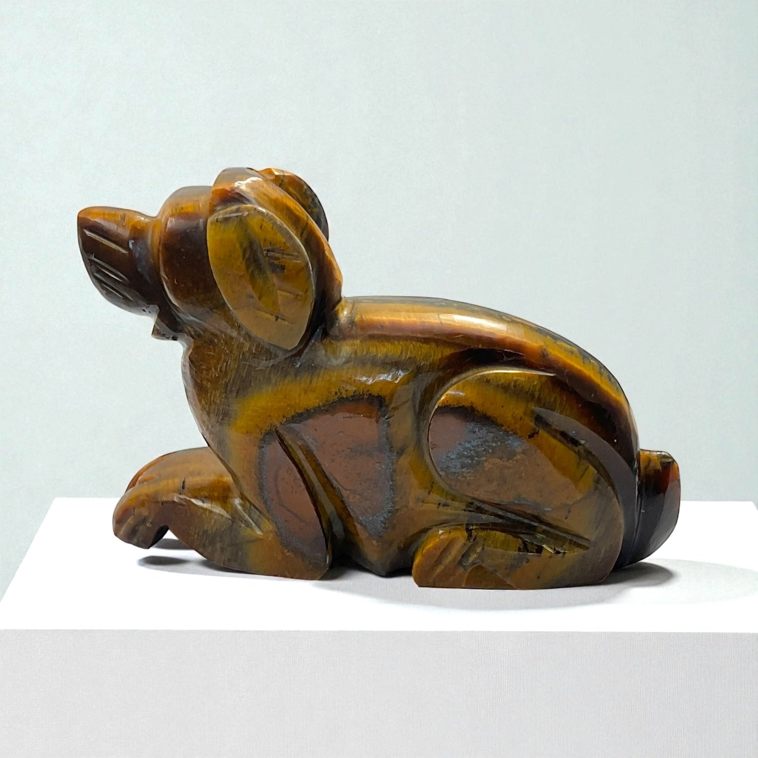 Tiger eye Animal