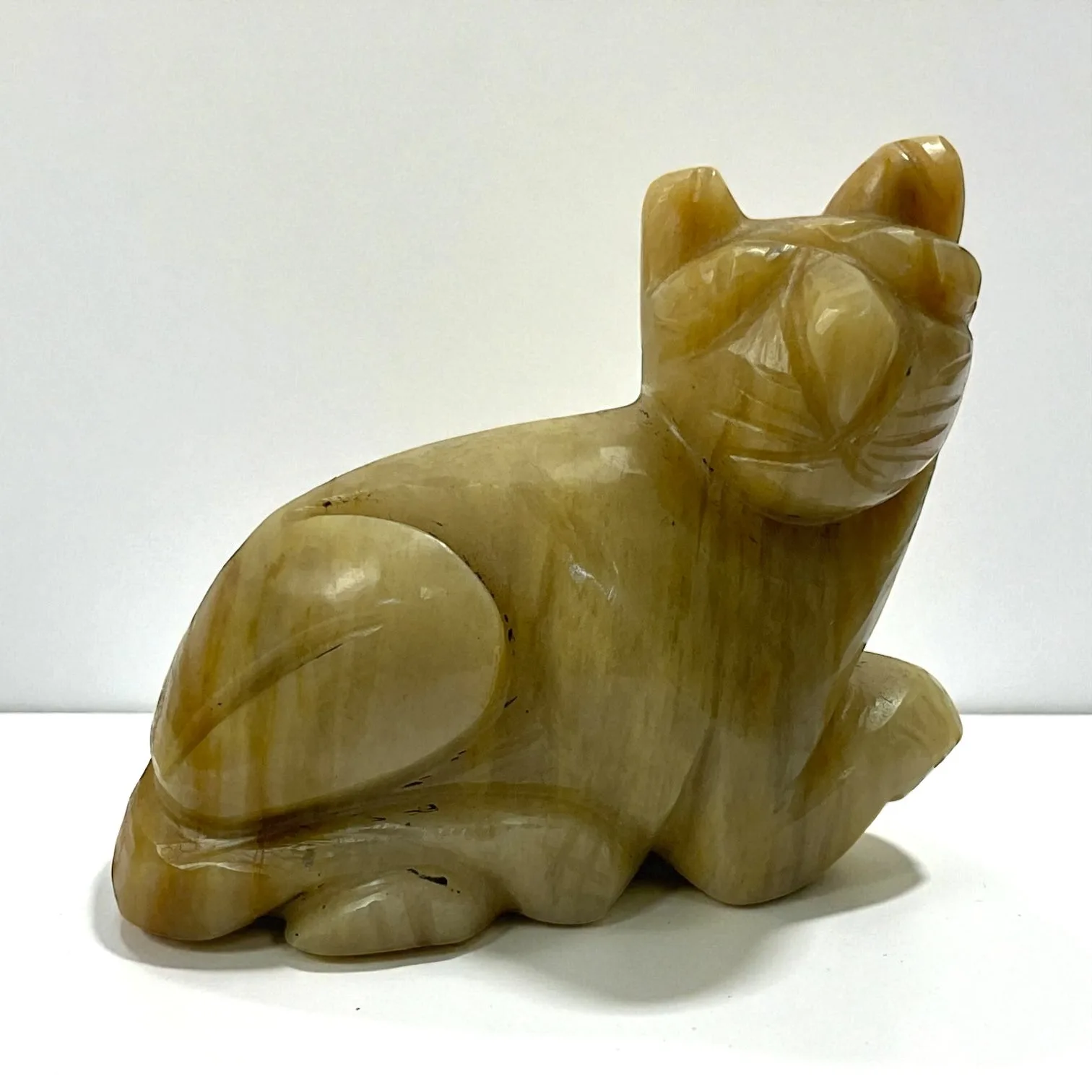 Cats eye Animal