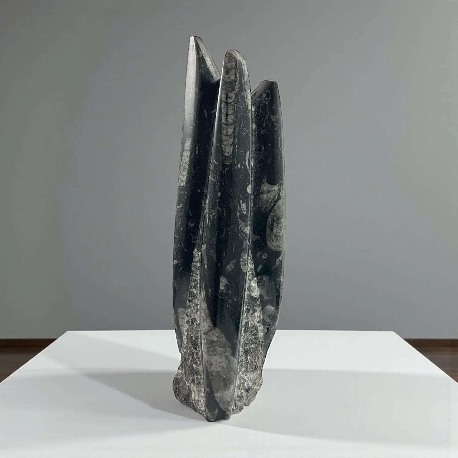 Orthoceras