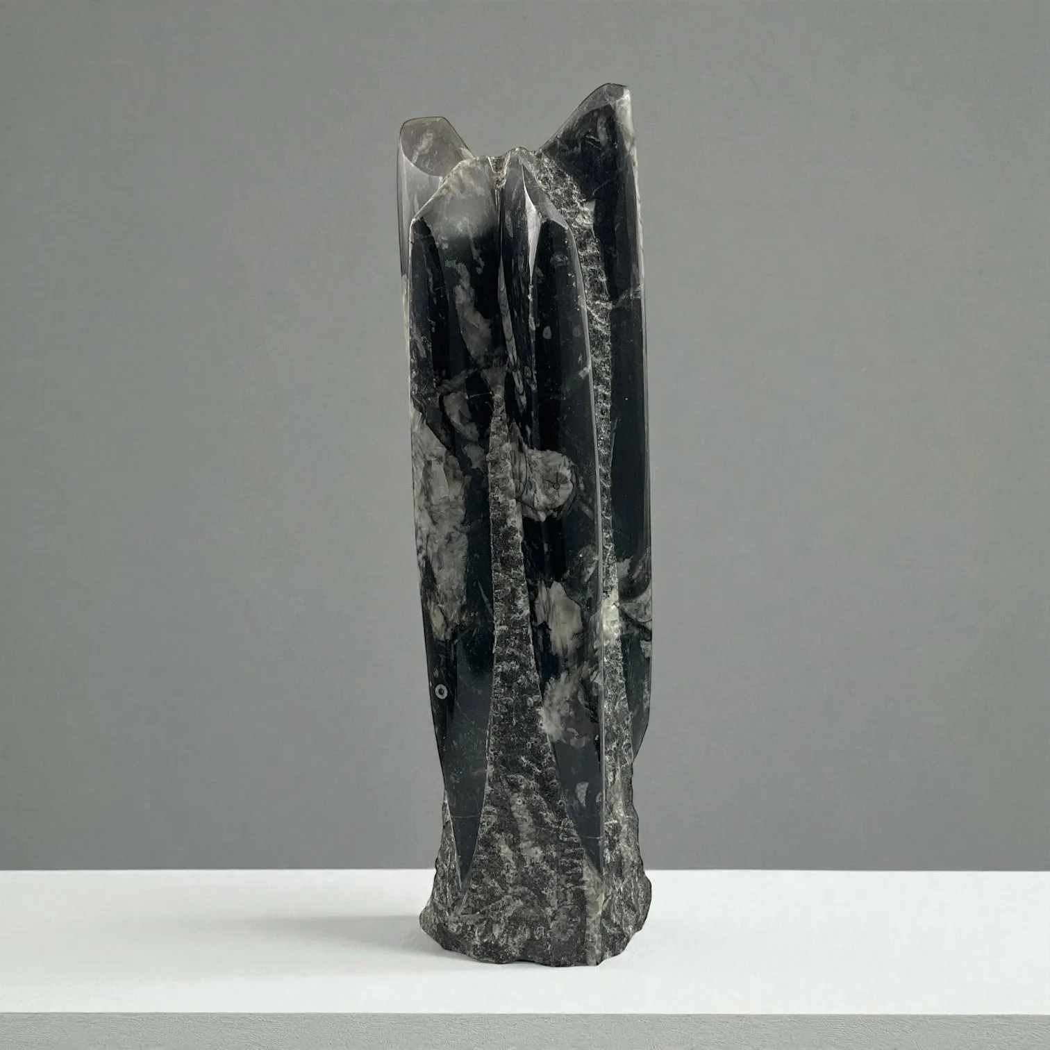 Orthoceras