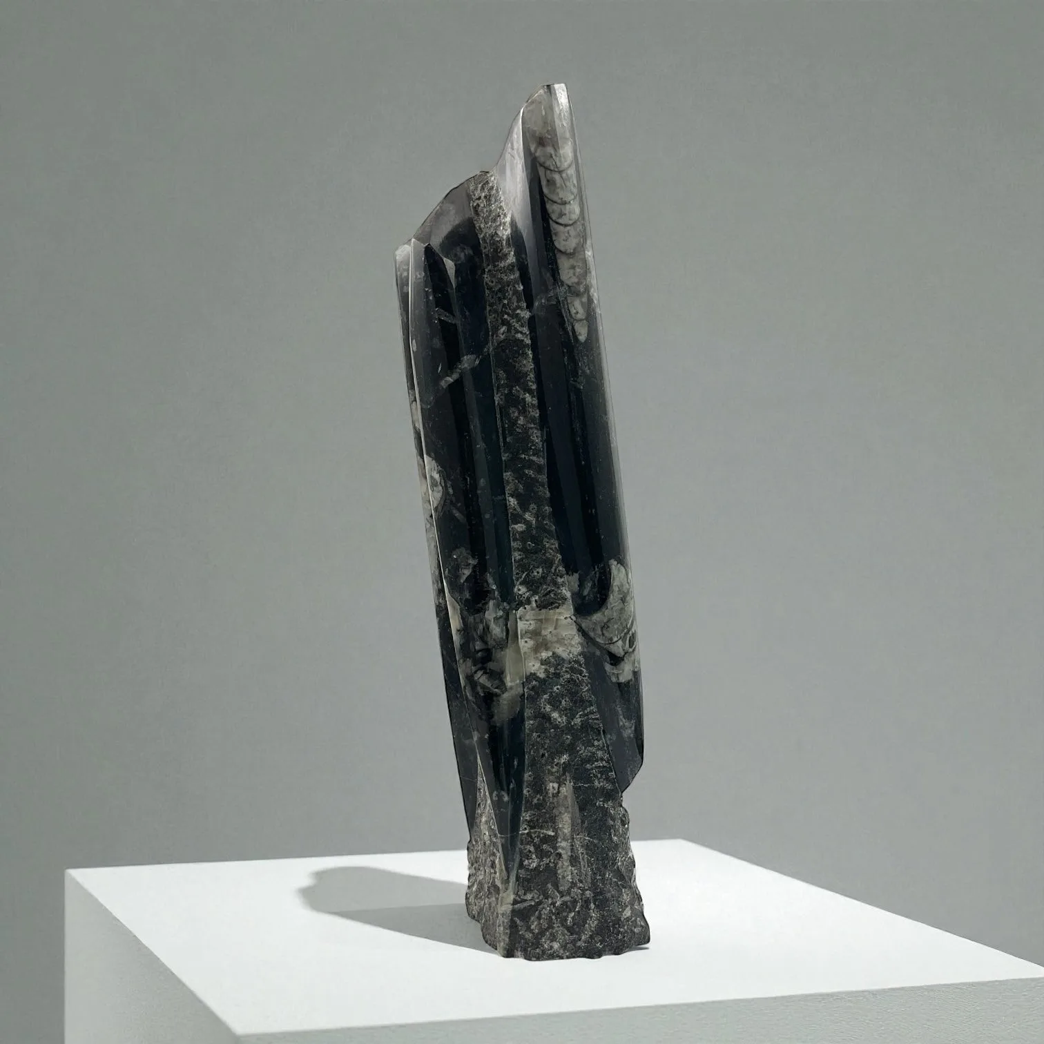 Orthoceras