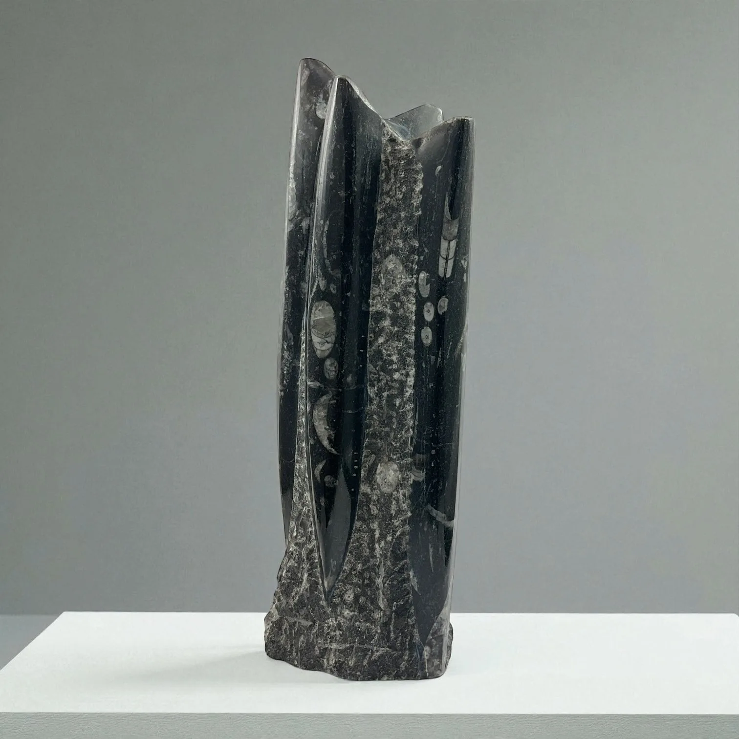 Orthoceras