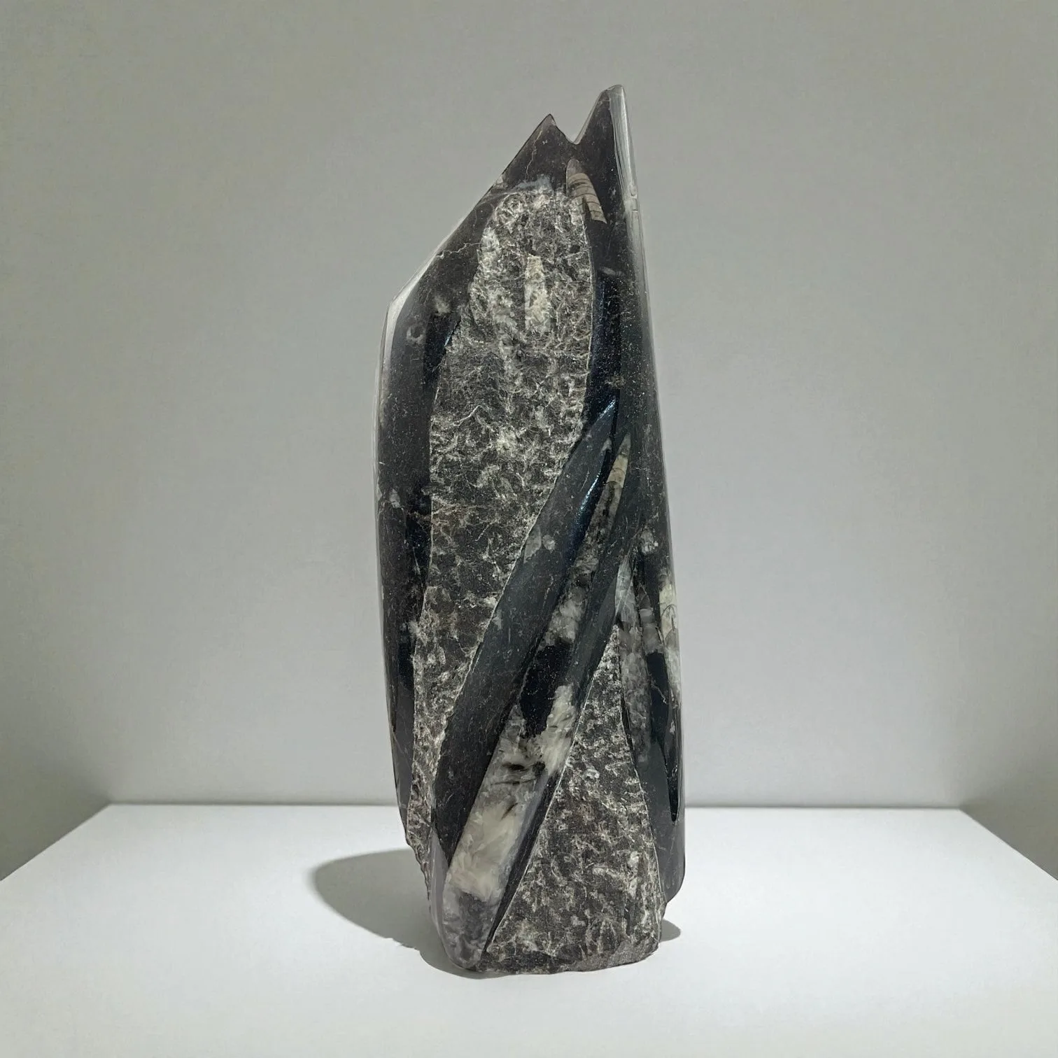 Orthoceras
