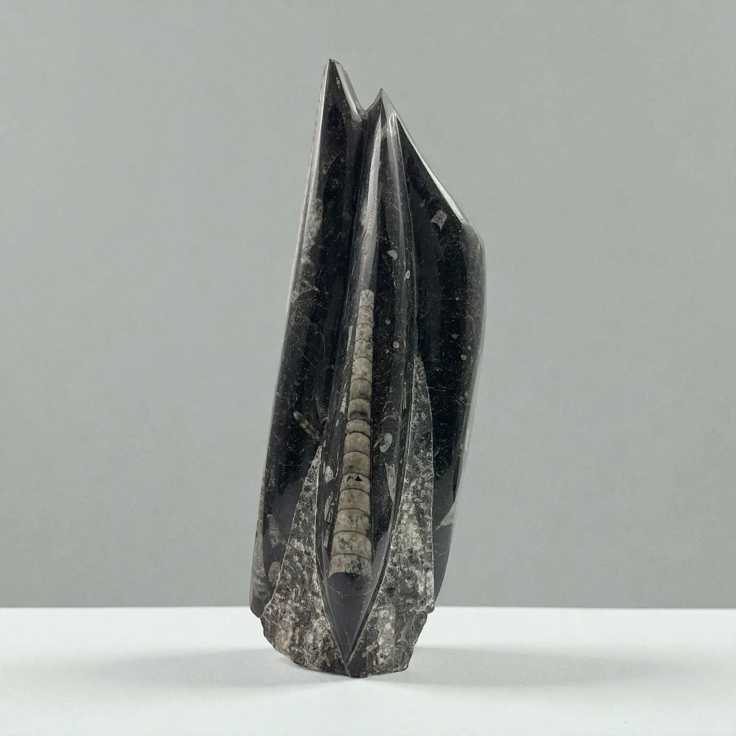 Orthoceras
