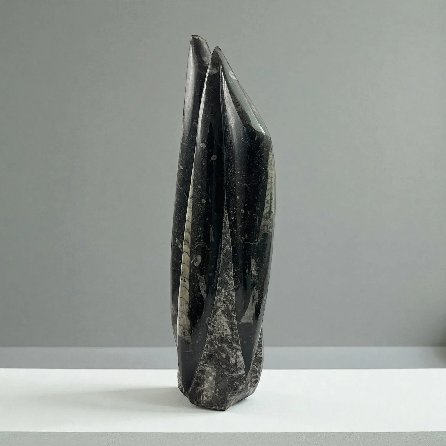 Orthoceras