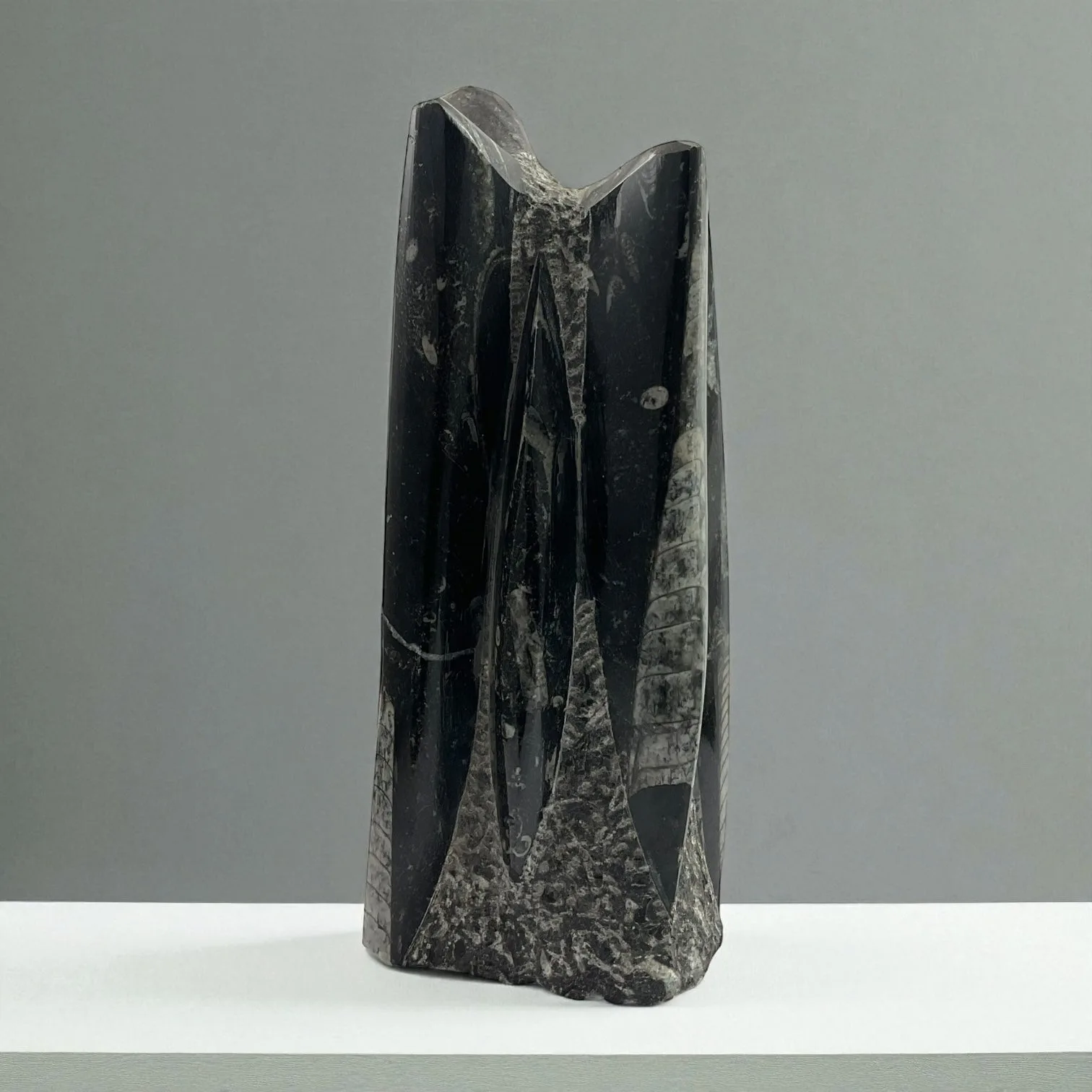 Orthoceras