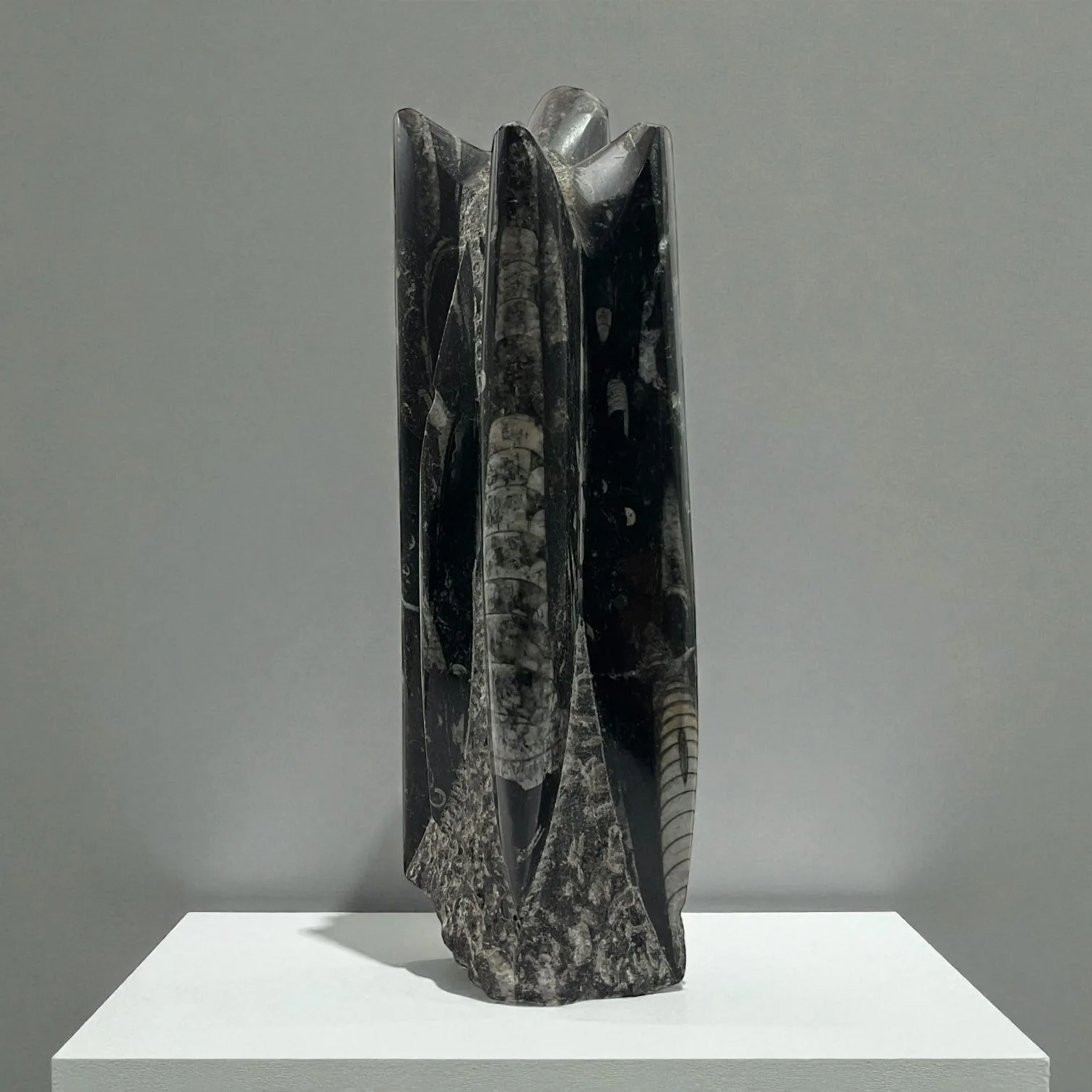 Orthoceras
