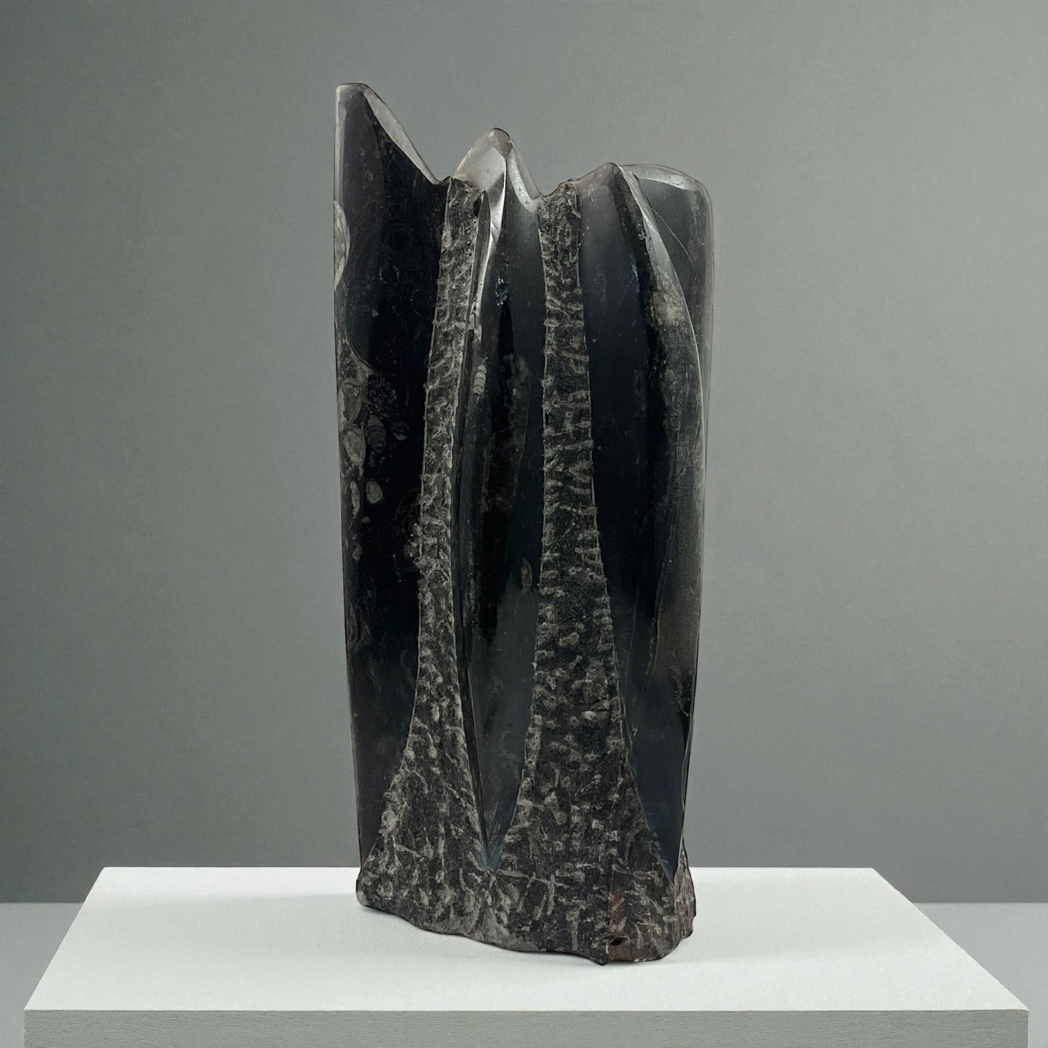 Orthoceras