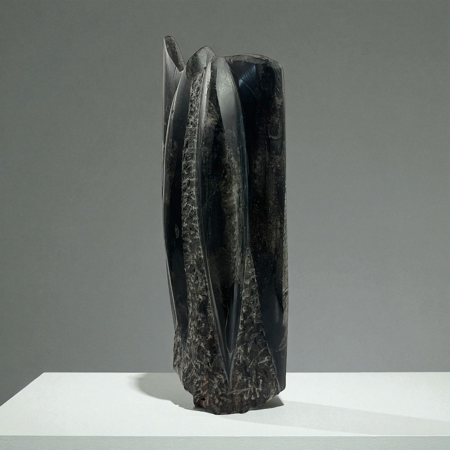 Orthoceras